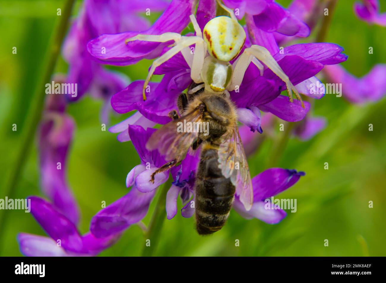 Makroaufnahme einer blühenden Krabbenspinne Misumena vatia, die ihre Farbe je nach Hintergrund der Blume ändern kann, die die Wildbiene gefangen hat. Stockfoto