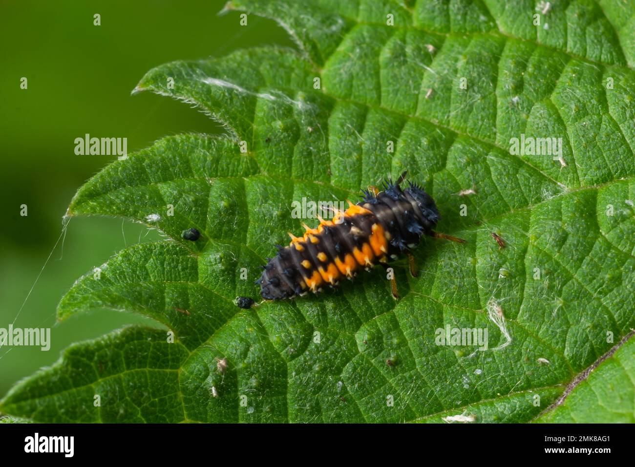 Makrofoto von Ladybug-Larven auf grünem Blatt isoliert am Backgrou. Stockfoto