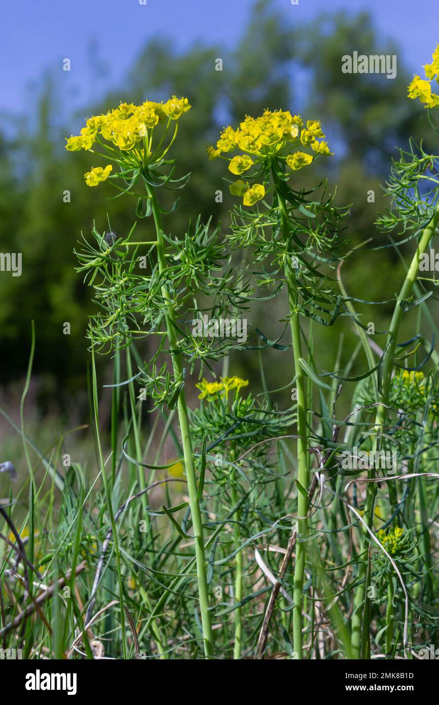 Zypressenspurz - Euphorbia cyparissias Spring blühendes Kraut. Stockfoto