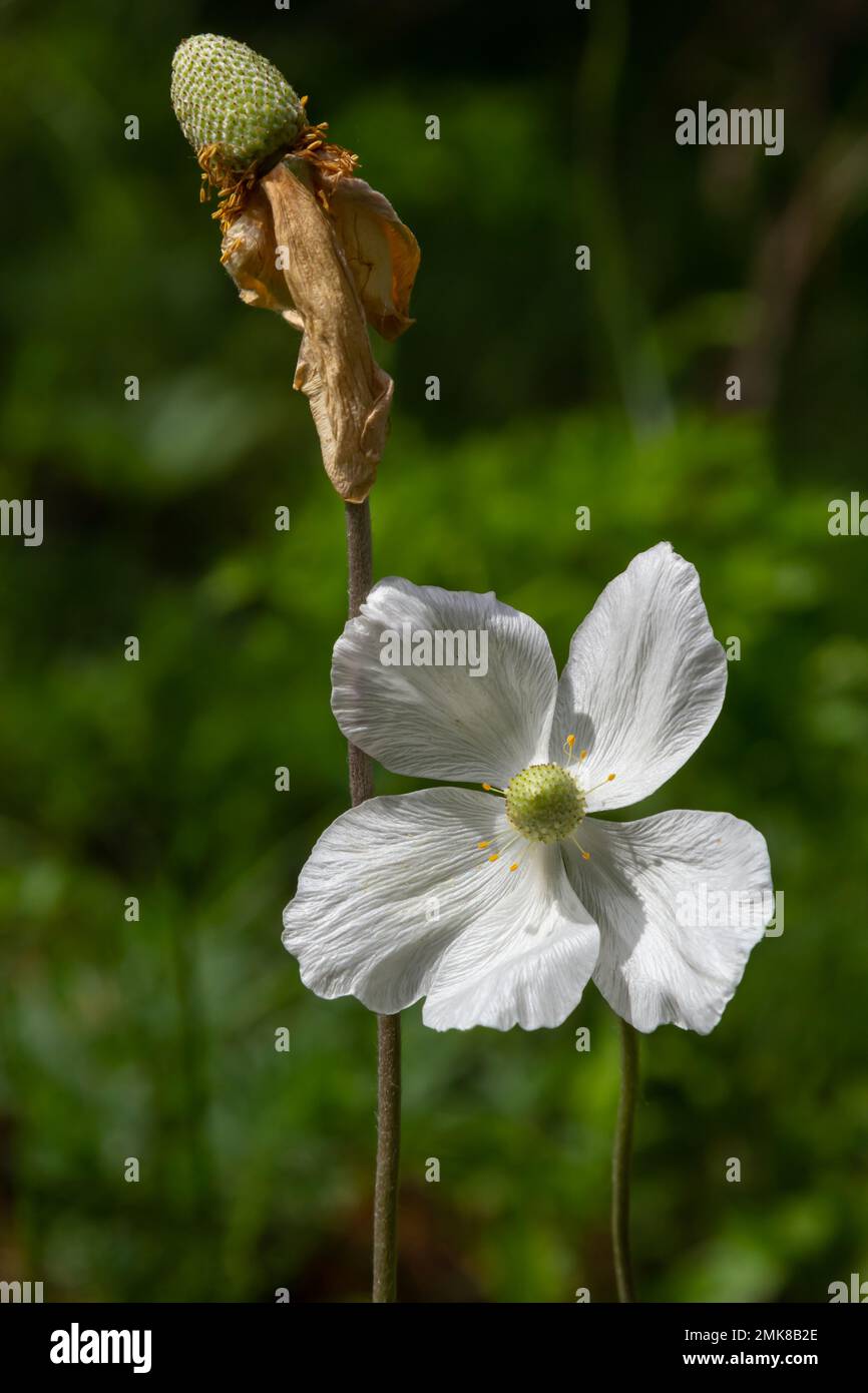 Blassende weiße Blume aus Schneetropfen, Anemone sylvestris, in der Mitte der Steles, mit selektivem Fokus. Stockfoto