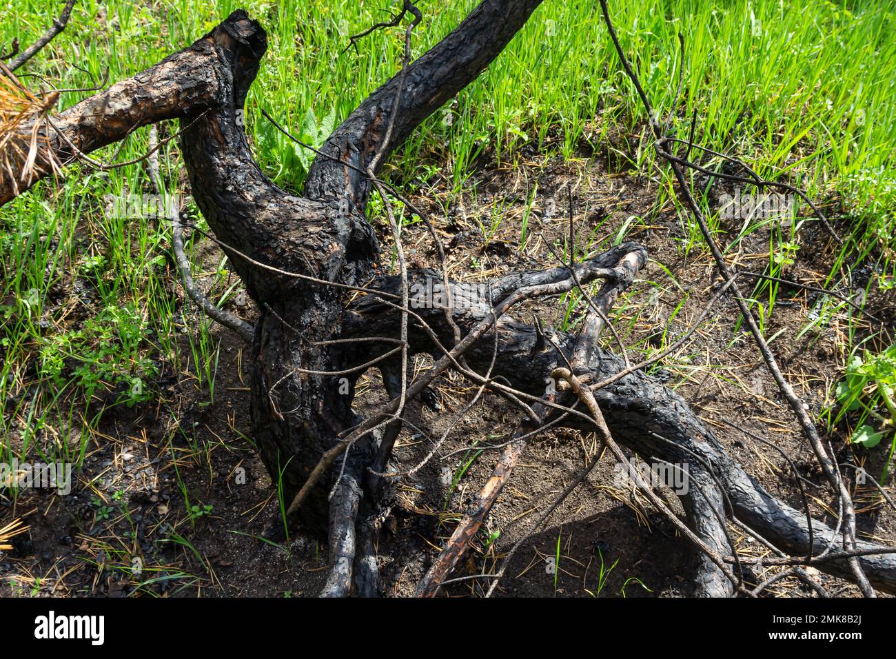 Trocknen Sie junge Kiefern nach einem Grasbrand. Verbrannte Baumstämme, getrocknete Nadeln. Stockfoto
