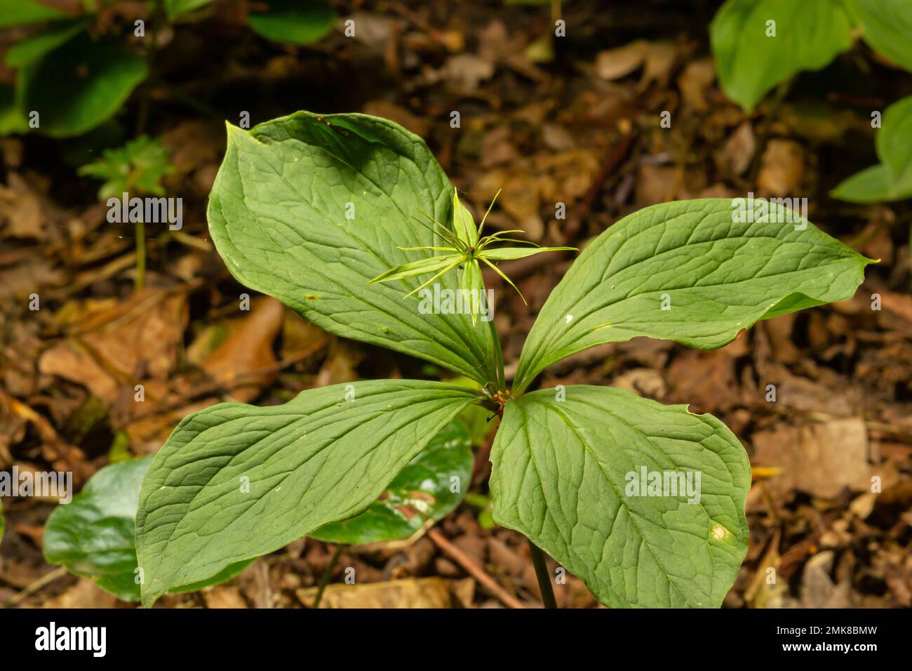 Das giftige Pflanzenkraut Paris Quadrifolia blüht im Frühling im Freien. Stockfoto