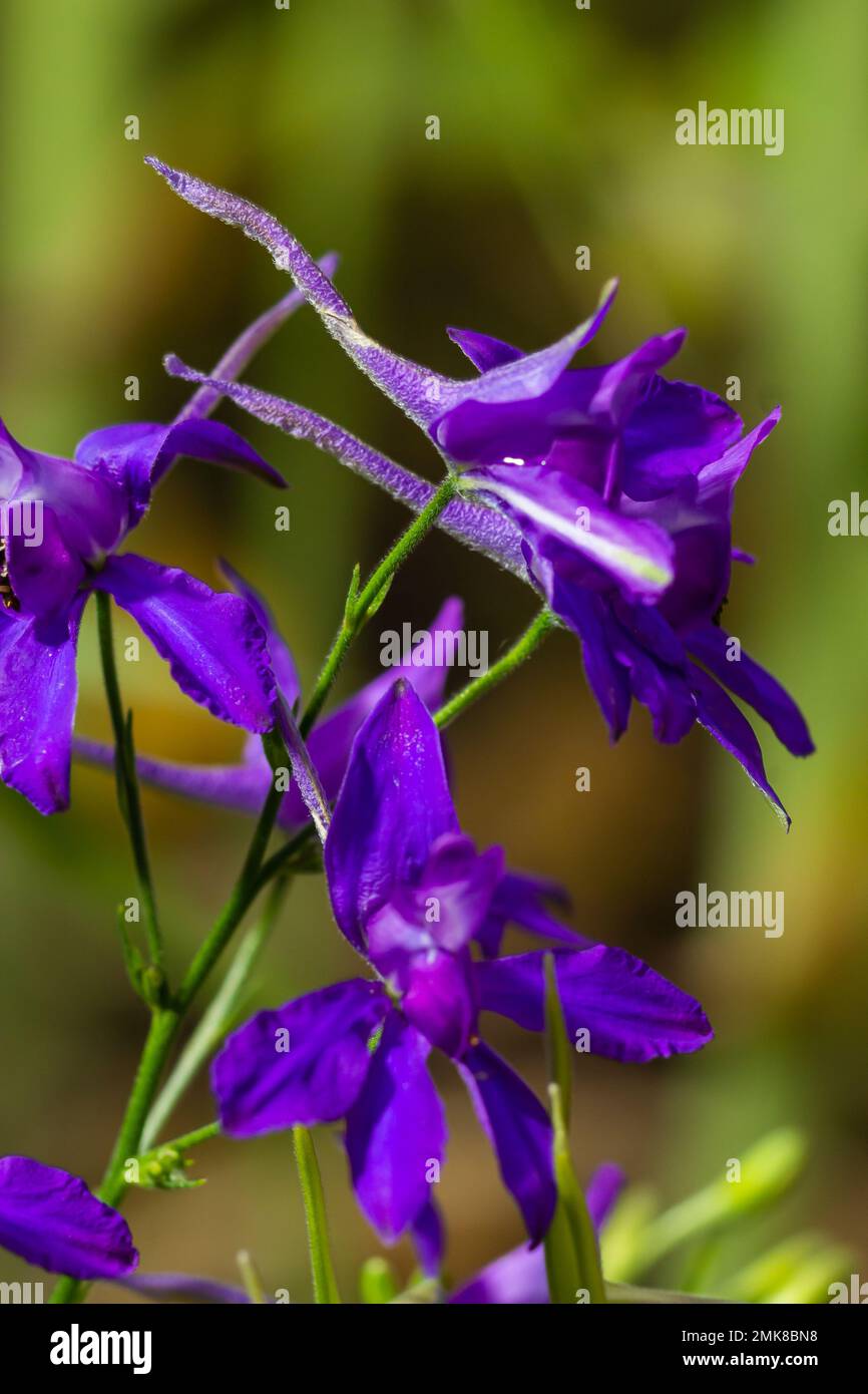 Larkspur, Consolida regalis oder Wilddelphinium Blüten, geringe Schärfentiefe. Sommerkräuter. Stockfoto