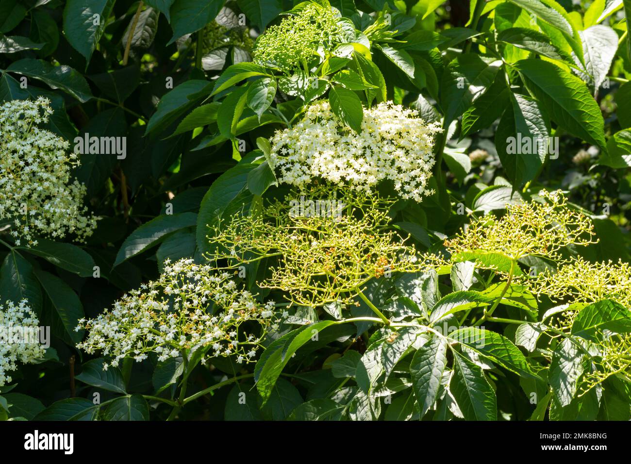 Ältere Patienten werden häufig in der pflanzlichen Medizin angewendet. Gut bei Atemproblemen. Stockfoto
