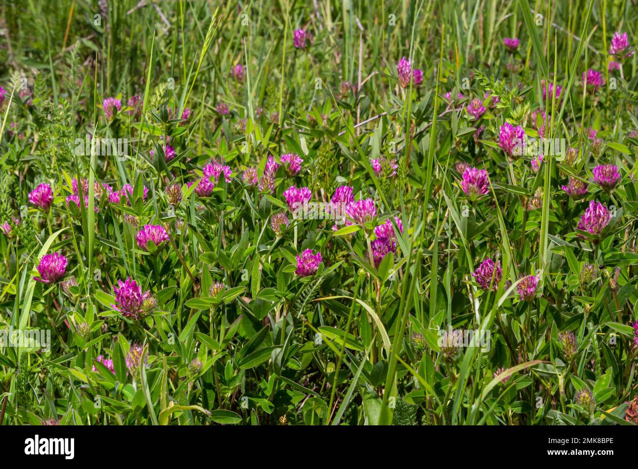Dunkelrosa Blume. Rotklee oder Trifolium pratense-Blüte, Nahaufnahme. Lila Wiesen-Trefoil-Blüte mit abwechselnden, drei Flügelblättern. Wilde C. Stockfoto