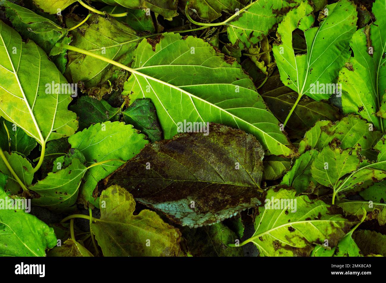 Gemischter Haufen getrockneter und schimmeliger Baumblätter. Ein Bild von Vernachlässigungsverfall Stockfoto