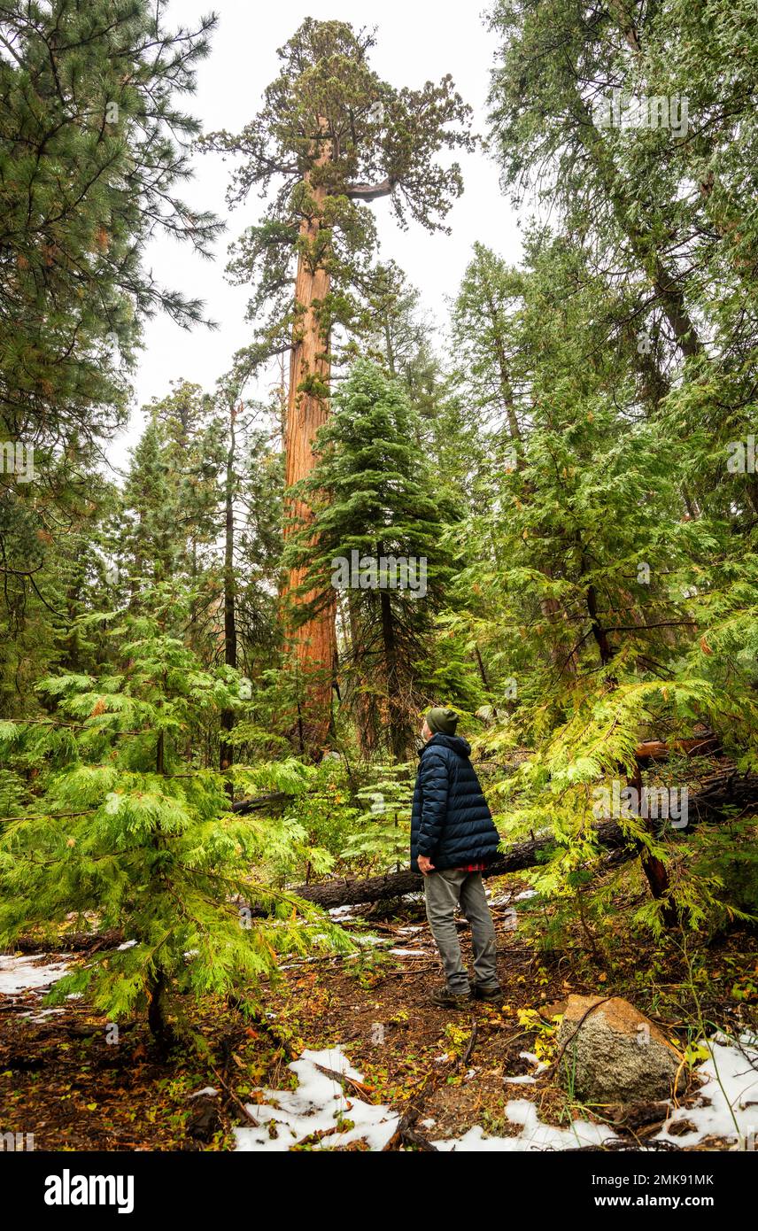 Mariposa Grove mit riesigen Mammutbäumen im Yosemite-Nationalpark Stockfoto