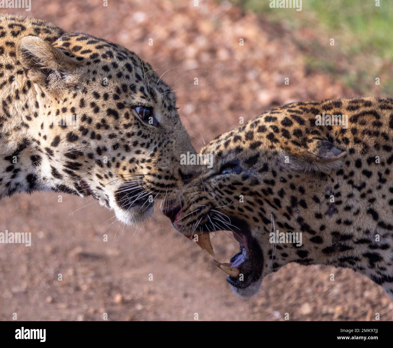 Männliche Leoparden, die sich nach dem Kampf um Territorium abgewandt haben, Masai Mara Nationalpark, Kenia Stockfoto