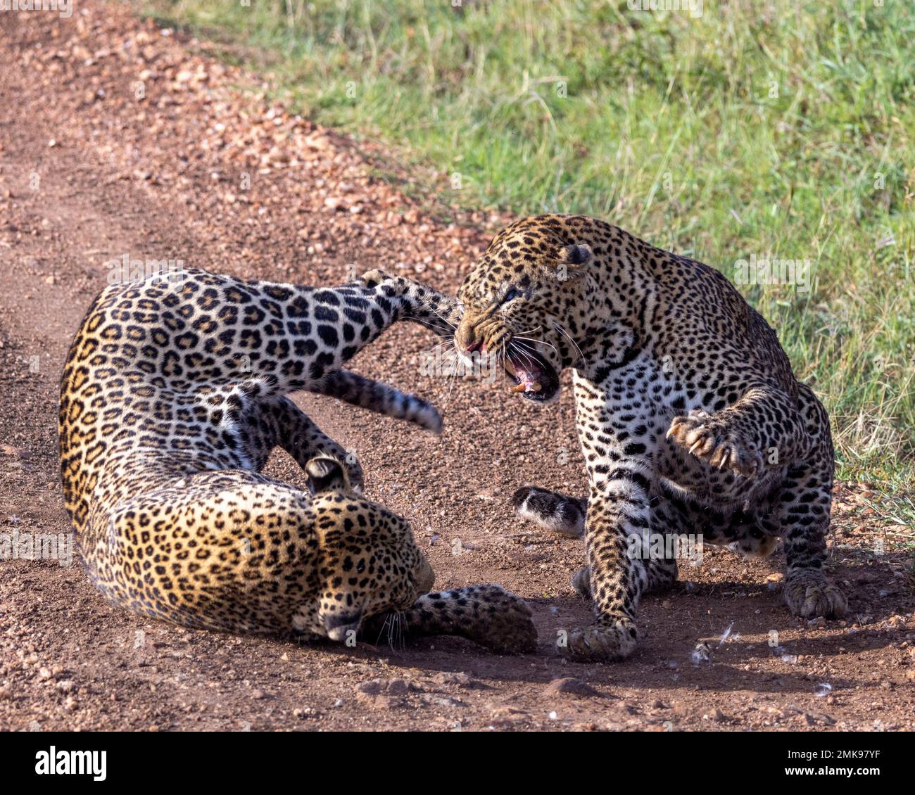 Männlicher Leopard kämpft gegen einen anderen im Wettstreit um Territorium, Masai Mara Nationalpark, Kenia Stockfoto