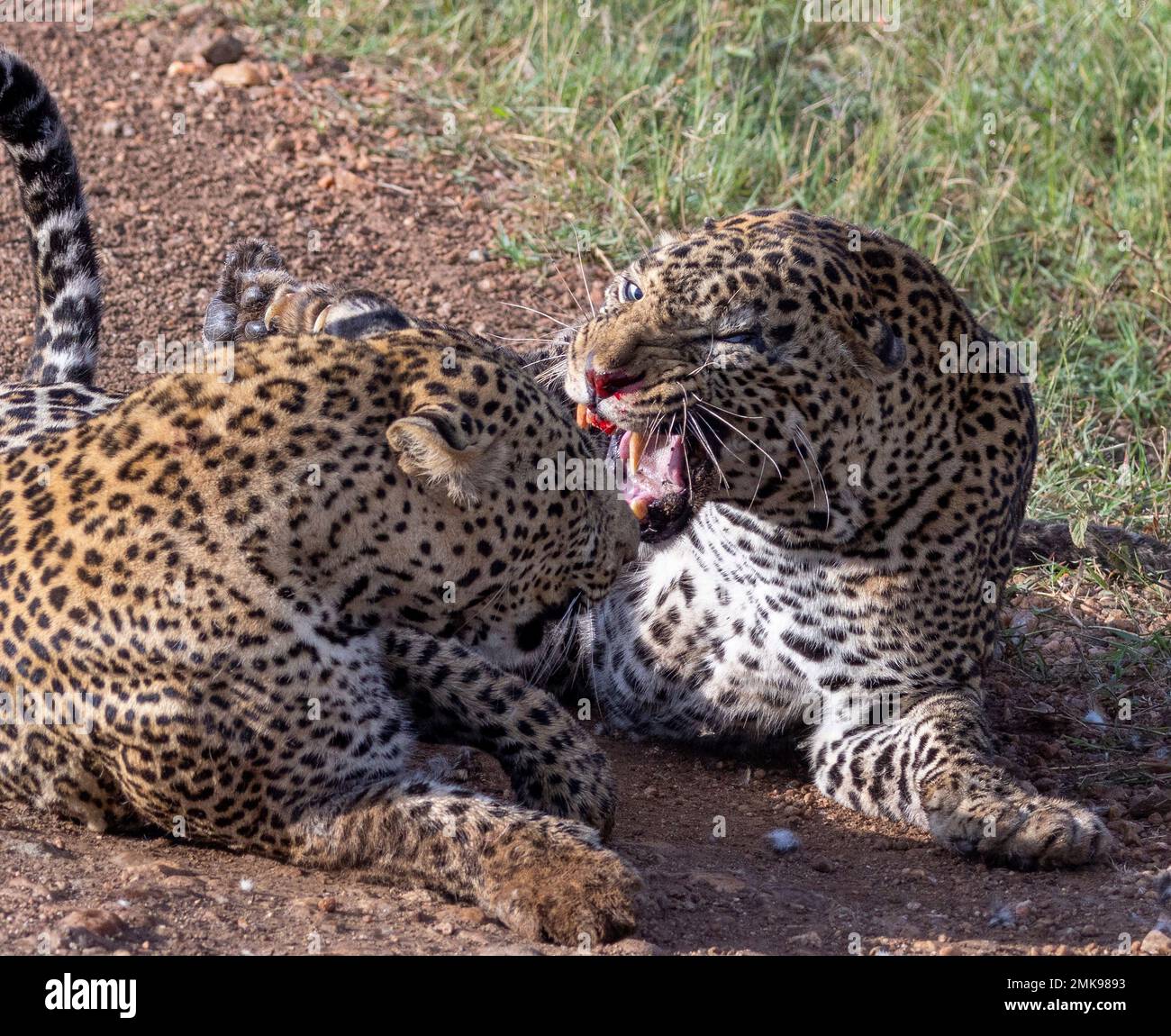 Männlicher Leopard kämpft gegen einen anderen im Wettstreit um Territorium, Masai Mara Nationalpark, Kenia Stockfoto