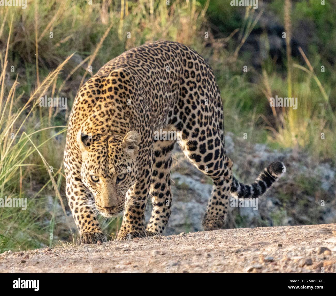 leoparden, die bedrohlich auf der Straße neben langem Gras wandern, Masai Mara National Park, Kenia Stockfoto