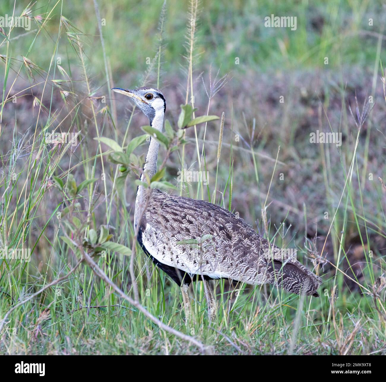 Schwarzbauchtrappe (Lissotis melanogaster), auch bekannt als Schwarzbäuchenkorhaan, Masai Mara, Kenia Stockfoto