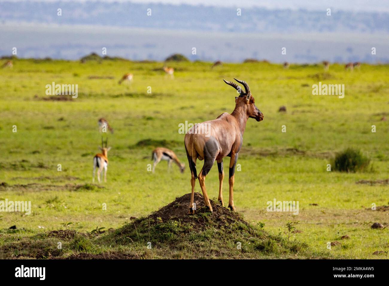 topi hält Ausschau auf dem Termitenhügel, Masai Mara Nationalpark, Kenia Stockfoto
