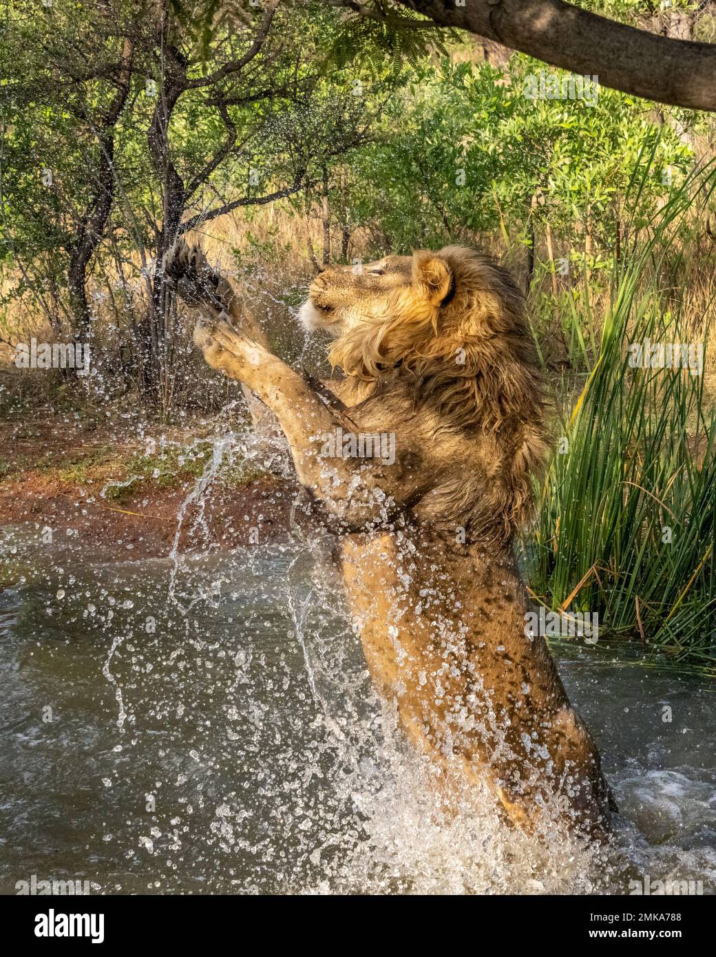 Männlicher Löwe, der aus dem Wasser springt Stockfoto