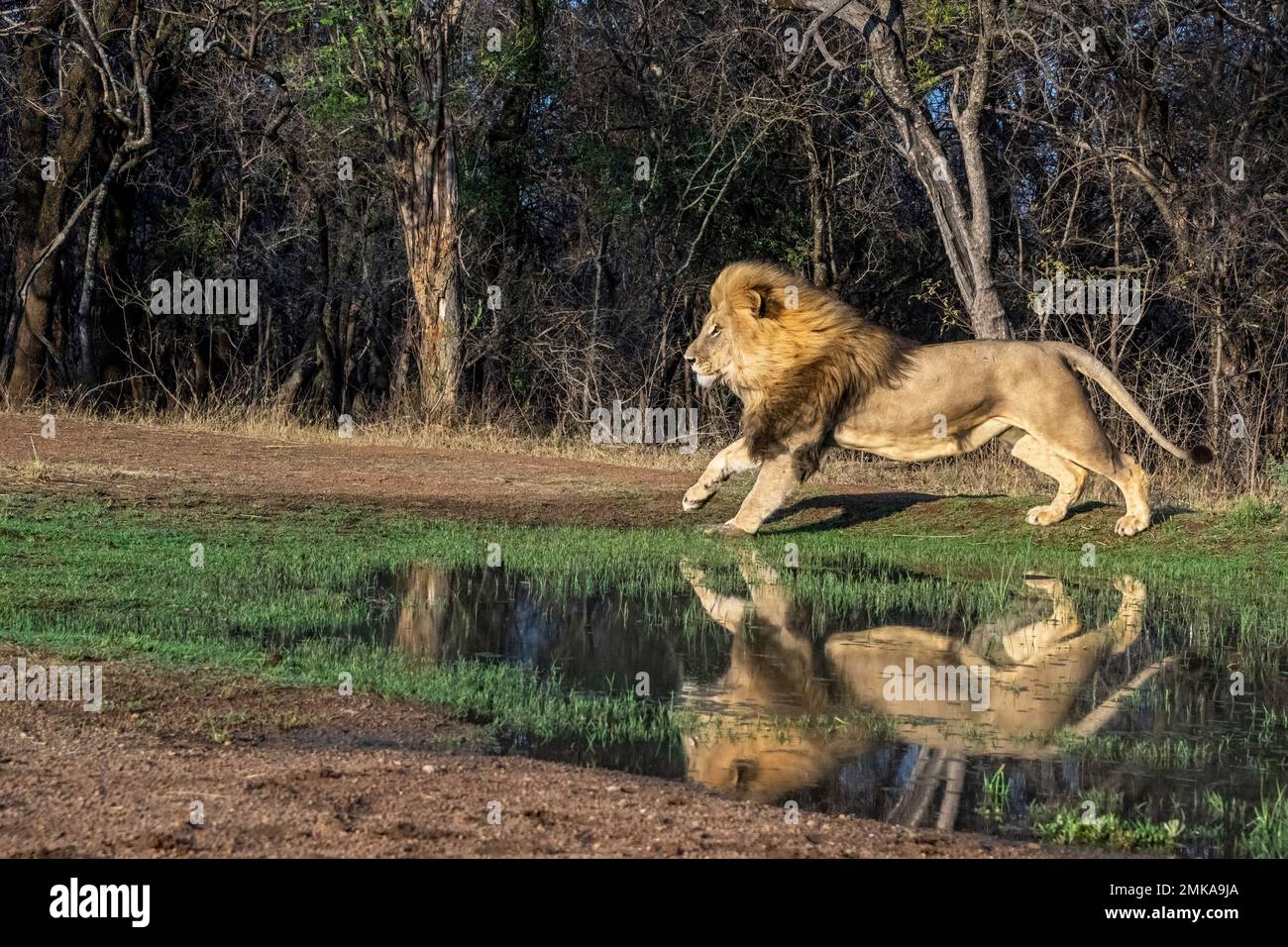 Männlicher Löwe läuft neben Wasser mit Reflexion Stockfoto