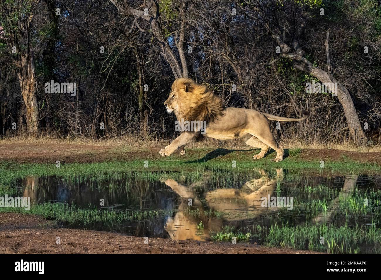 Männlicher Löwe läuft neben Wasser mit Reflexion Stockfoto