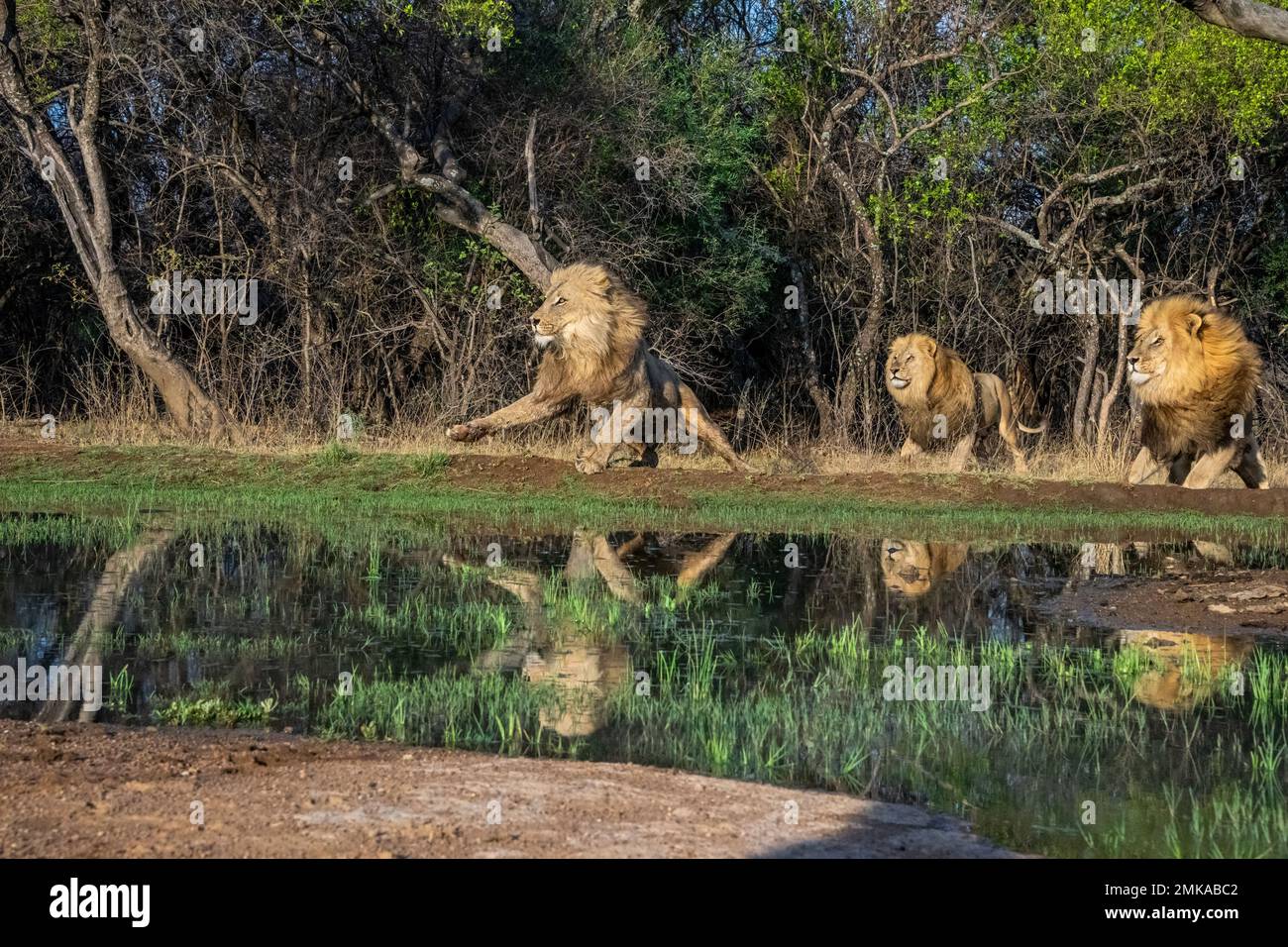 Drei männliche Löwen neben Wasser mit Reflexion Stockfoto