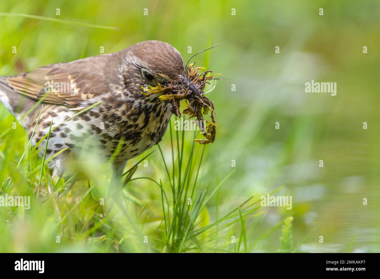Im Frühling sammelt der Drossel-Vogel Moos, um ein Nest zu bauen, Turdus philomelos mit einem vollen Schnabel Moos, das auf das Gras springt Stockfoto