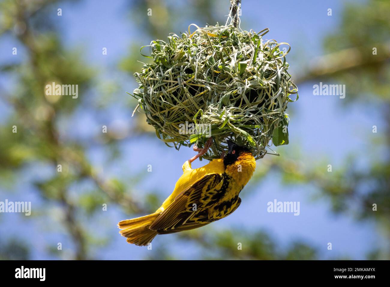 Speke's Weaver (Ploceus spekei), der vom Nest hängt, Masai Mara, Kenia, Afrika Stockfoto