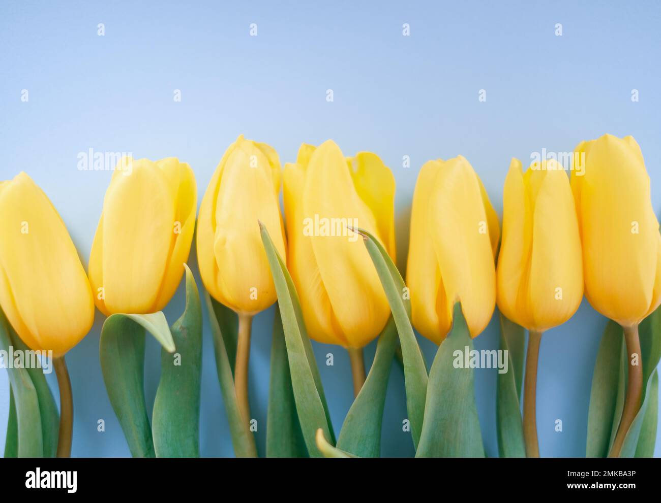 Blumenzusammensetzung. Gelbe Tulpenblüten auf hellblauem Hintergrund. Frühlings- und Sommerkonzept Stockfoto