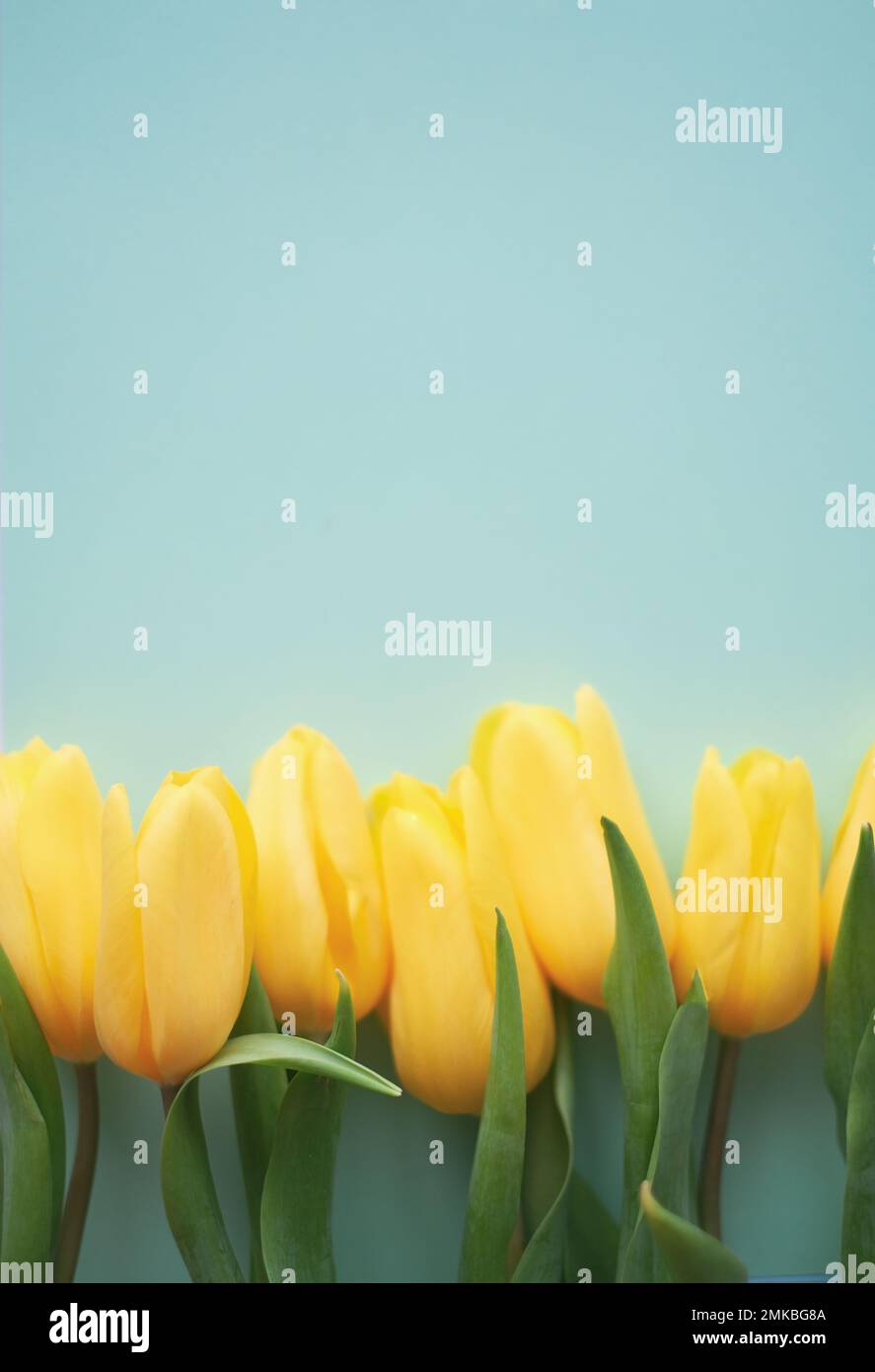 Blumenzusammensetzung. Gelbe Tulpenblüten auf hellblauem Hintergrund. Frühlings- und Sommerkonzept Stockfoto