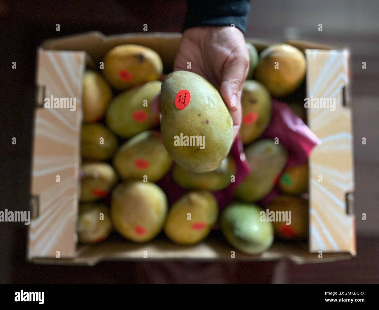 Es ist Mangosaison! Ägypten verfügt über mehr als 15 Mangosorten. USAID-Mitarbeiter genießen köstliche Owaisy-Mangos von Bauern in Ismailia, die technische Hilfe von USAID erhalten haben. USAID hilft Kleinbauern in Oberägypten und im Delta, ihre Einkommen zu steigern, indem marktfähige Kulturen angebaut werden, die den internationalen Exportstandards entsprechen. Im Rahmen des von der USAID finanzierten Projekts Feed the Future Egypt Rural Agribusiness Strengthening Project stellen ägyptische Landwirte und Lebensmittelverarbeiter Verbindungen zu lokalen und internationalen Märkten her, erhalten Zugang zu Finanzmitteln und stärken ihre Einhaltung Stockfoto