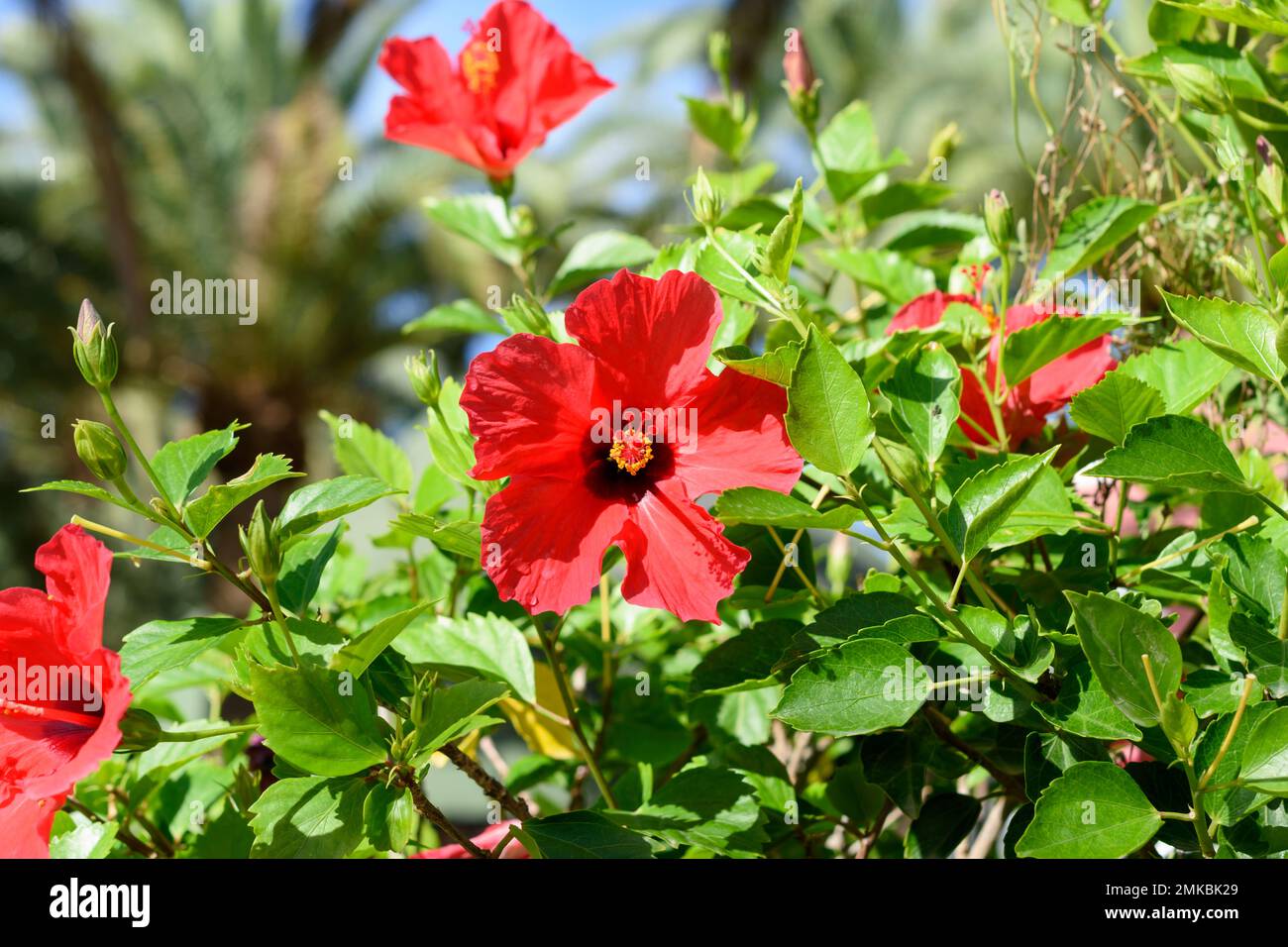 Leuchtend rote Hibiskusblume im tropischen Garten mit Platz für Text. Selektiver Fokus Stockfoto