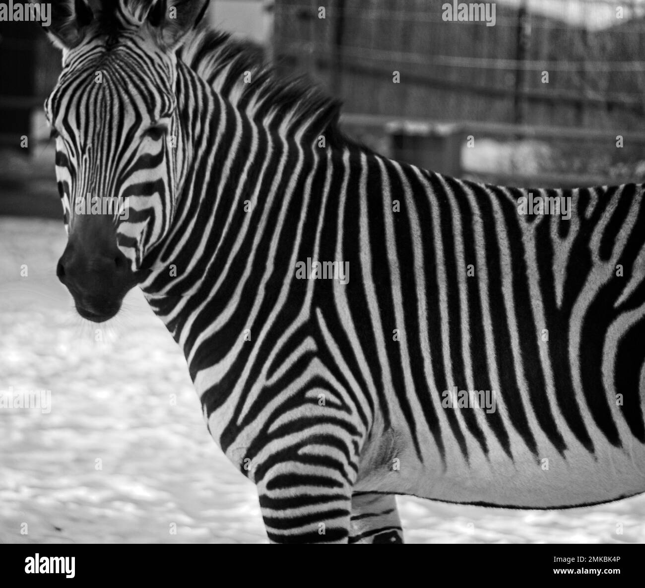 Zebra Calgary Zoo Alberta Stockfoto