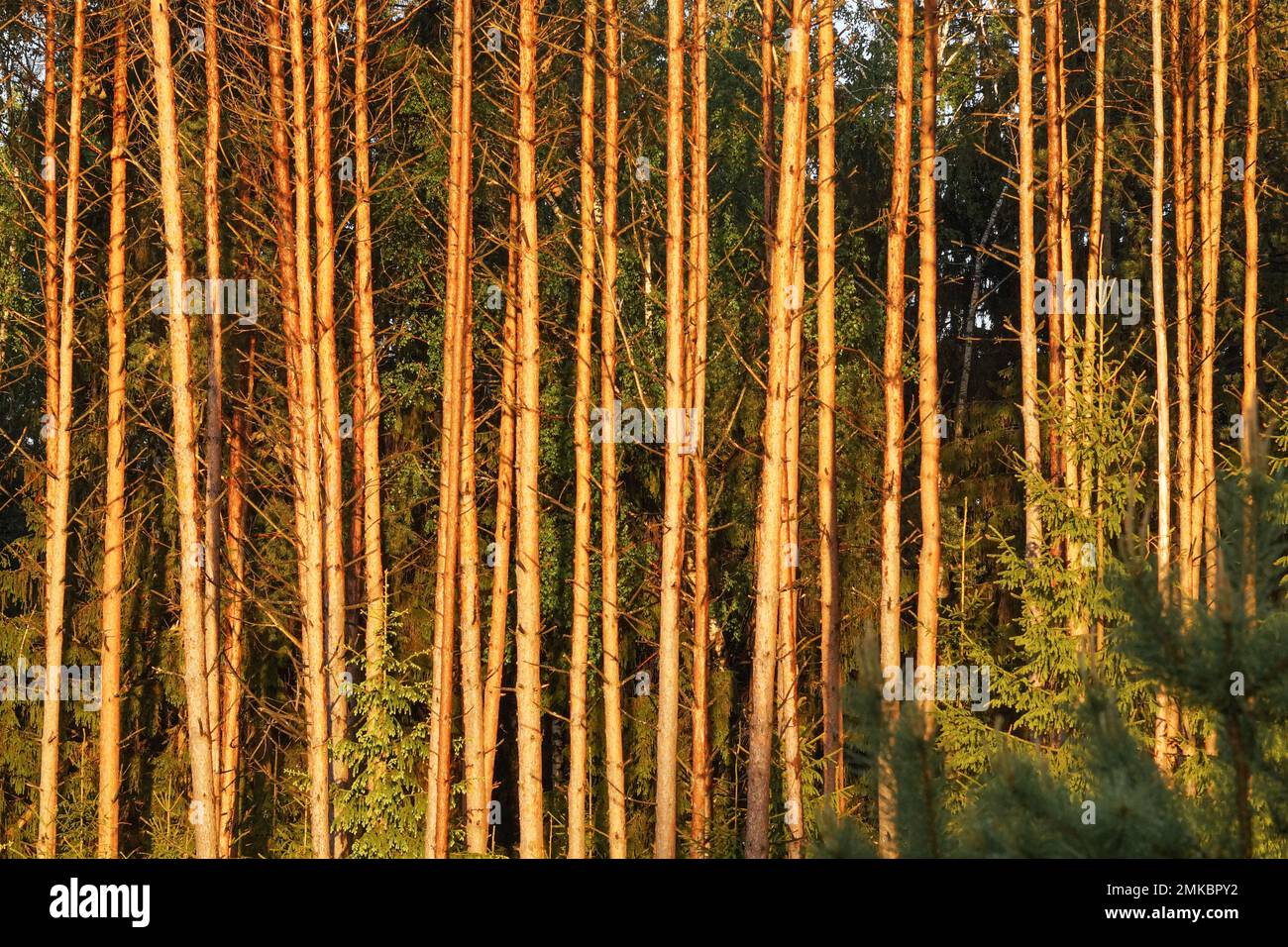 Naturschutz. Sunreis in einem Pinienwald. Sommerlandschaft. Stockfoto