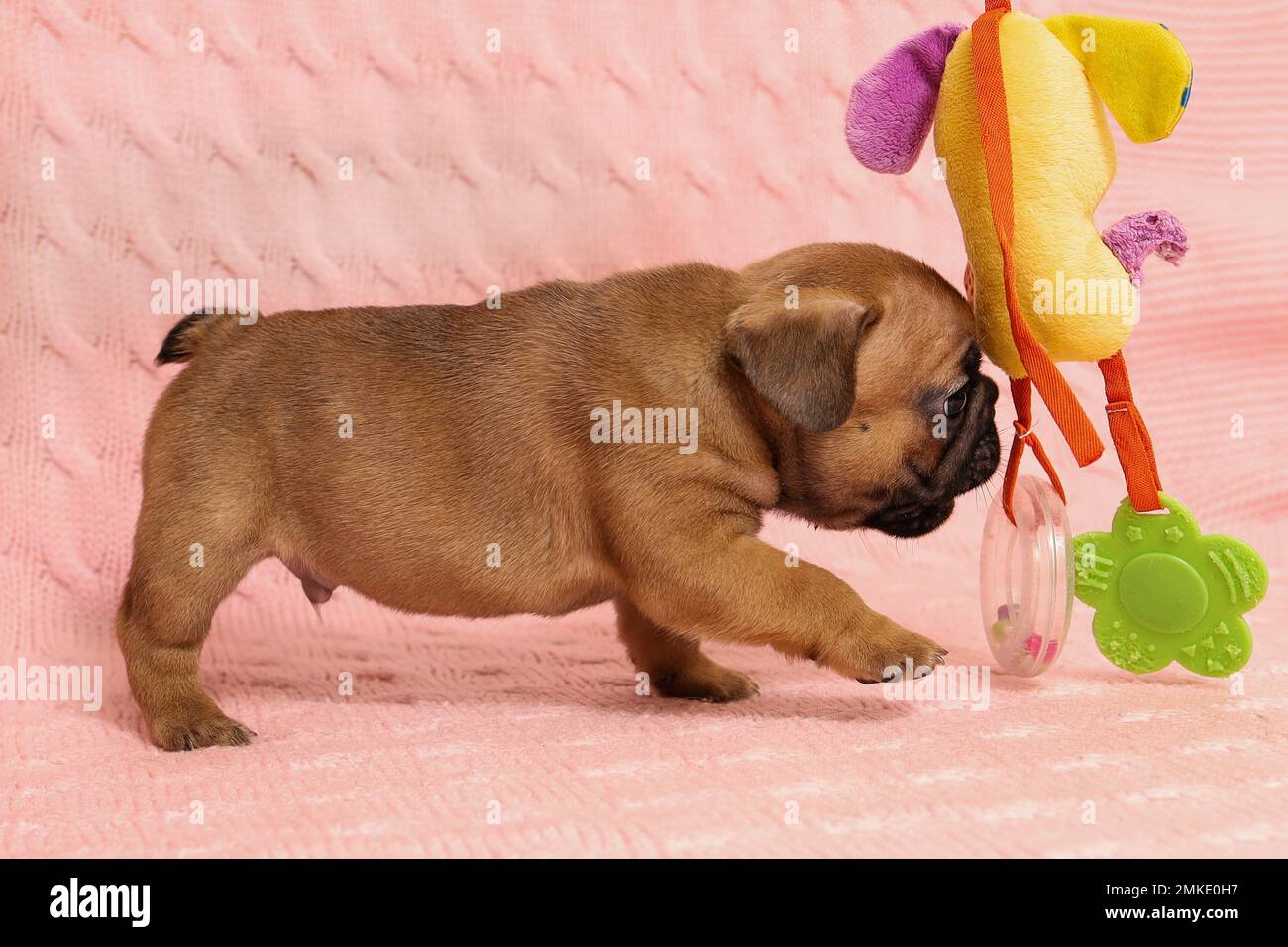 Сute kleiner Welpe der französischen Bulldogge züchtet nach einem Spielzeug Stockfoto