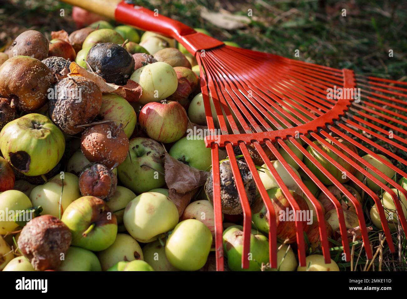 Nahaufnahme von rotem Rechen und faulen gefallenen grünen und braunen Äpfeln im Garten Stockfoto