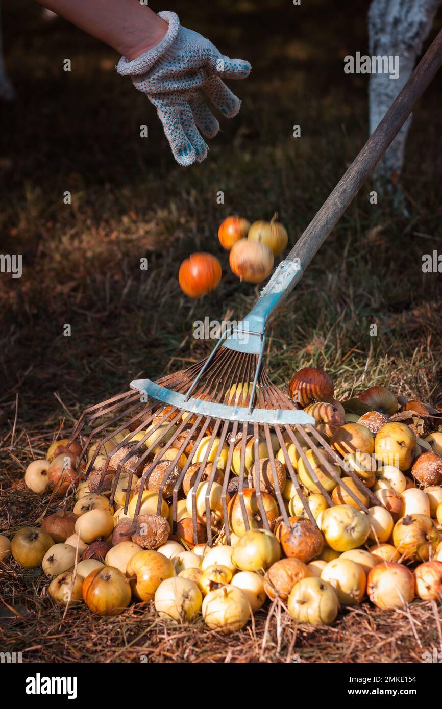 Gärtner, der einen Haufen verdorbener gefallener Äpfel harkt und einen weiteren in den Herbstgarten wirft Stockfoto