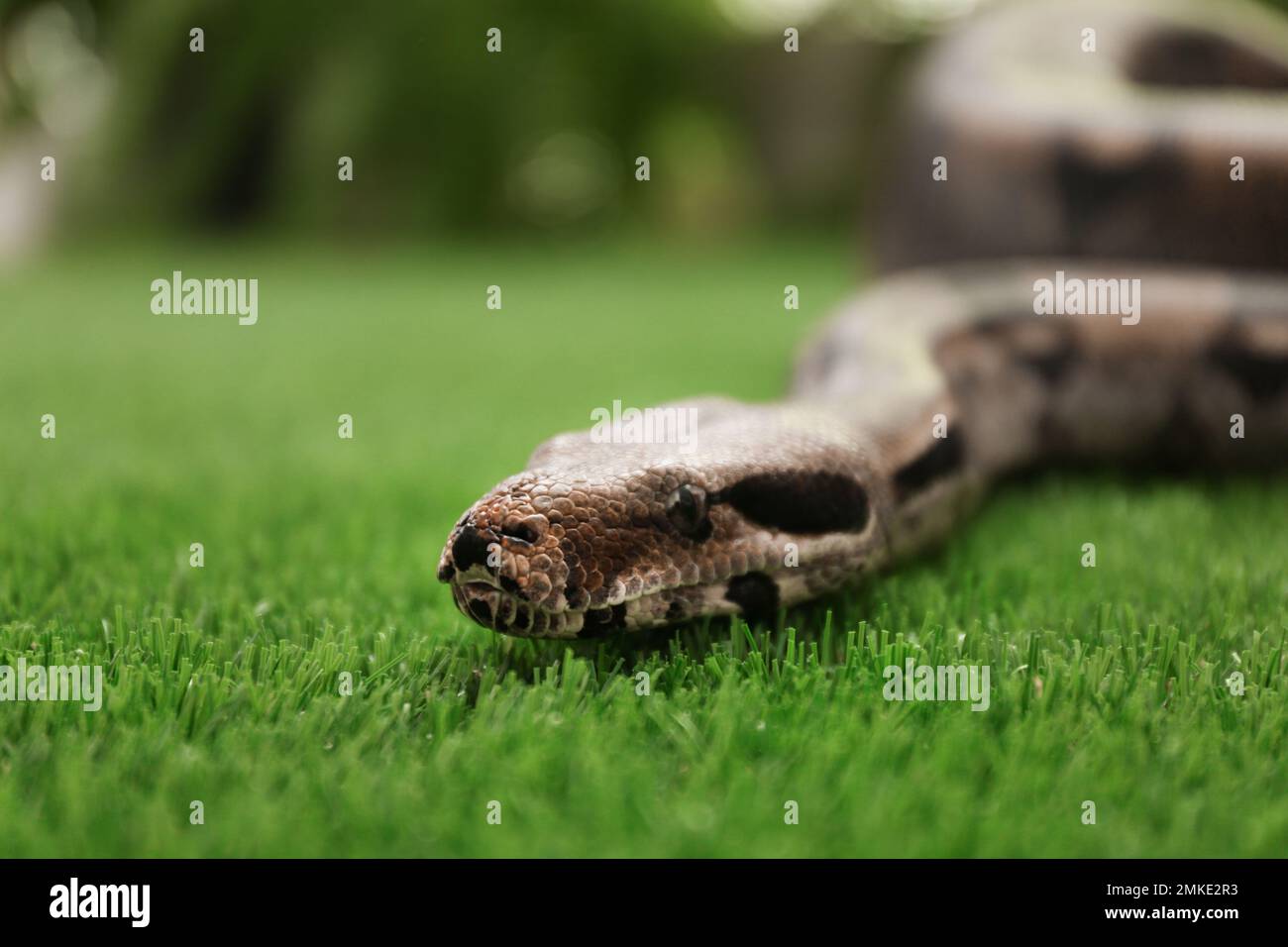 Braune Boa Constrictor auf grünem Gras im Freien Stockfoto