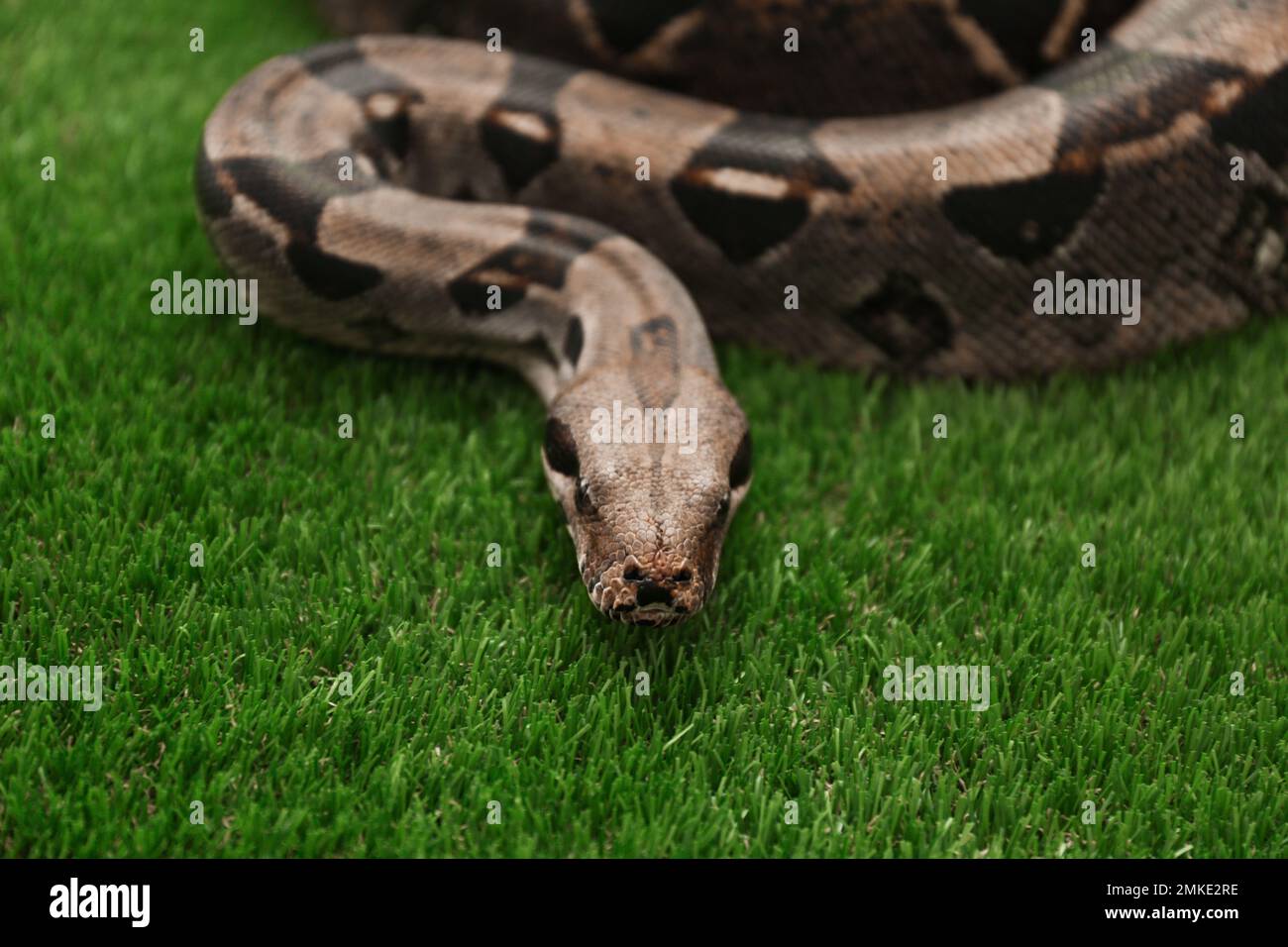 Braune Boa Constrictor auf grünem Gras im Freien Stockfoto