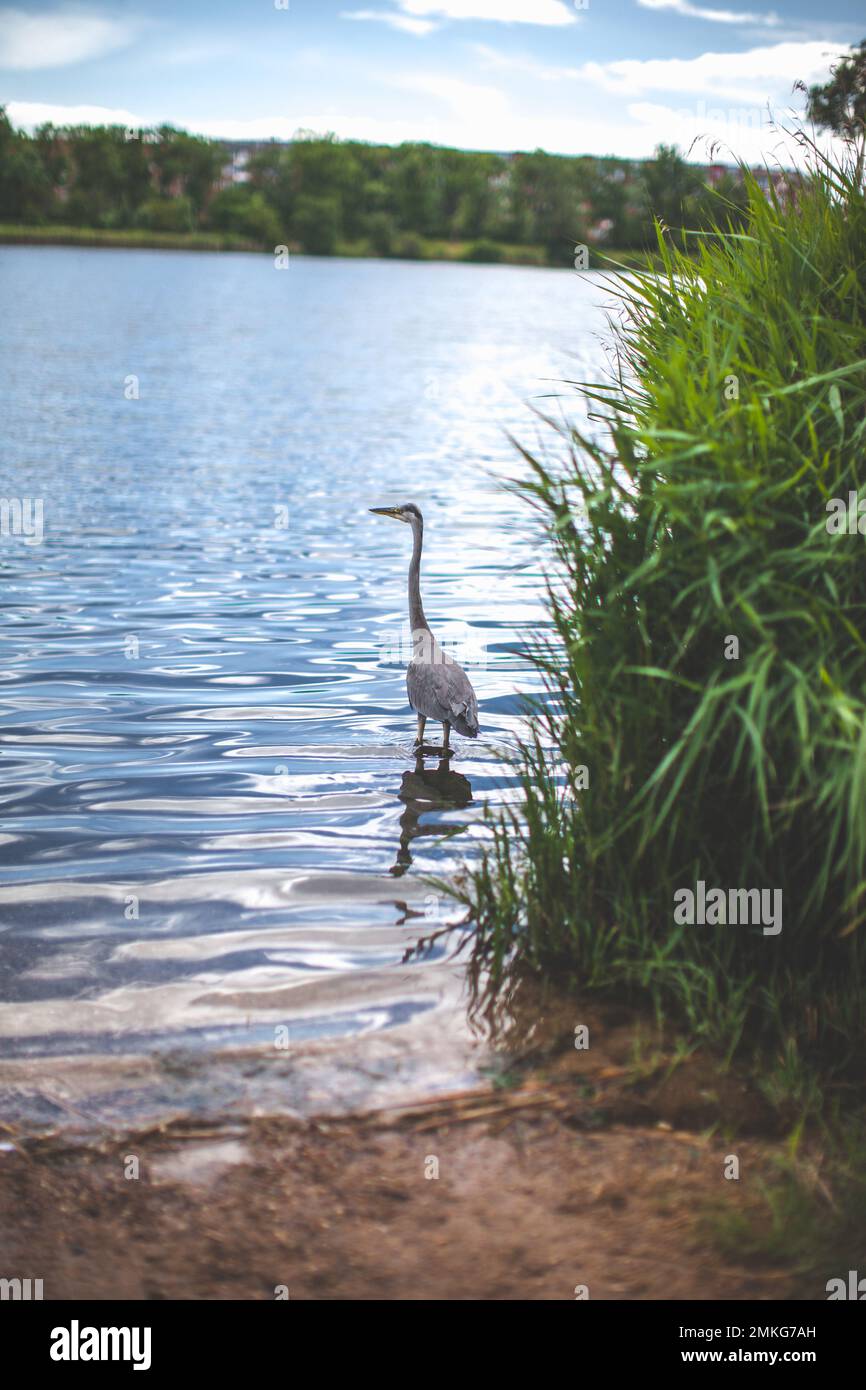 Der große Vogelreiher steigt über den See Stockfoto