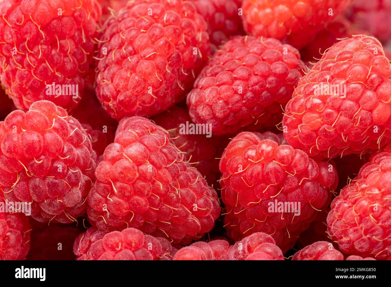 Frische und süße Himbeeren als Hintergrund. Frische organische reife Himbeeren. Ein Haufen rosa Himbeeren. Nahaufnahme von köstlichen frischen, reifen Himbeeren Stockfoto