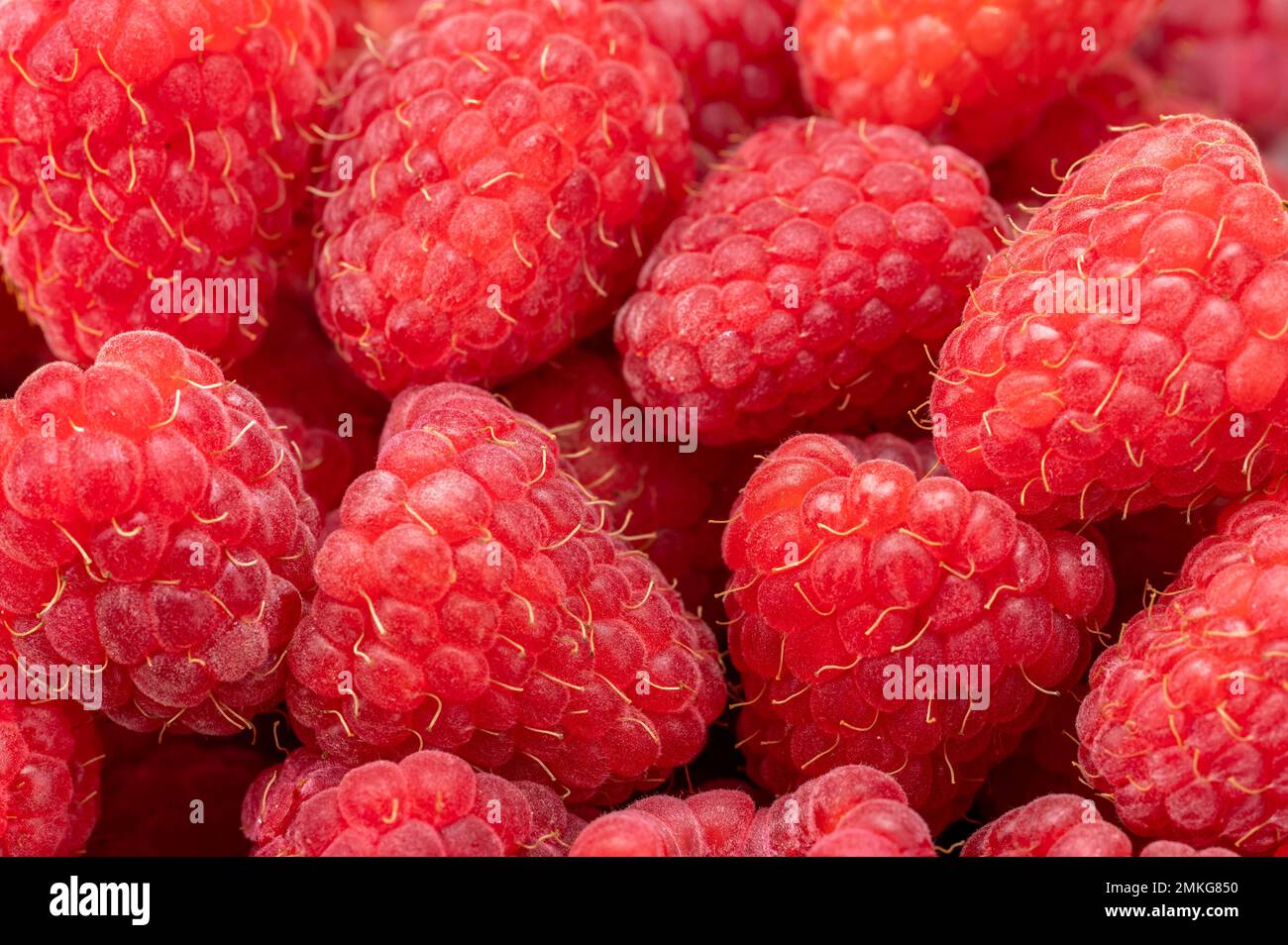 Frische und süße Himbeeren als Hintergrund. Frische organische reife Himbeeren. Ein Haufen rosa Himbeeren. Nahaufnahme von köstlichen frischen, reifen Himbeeren Stockfoto