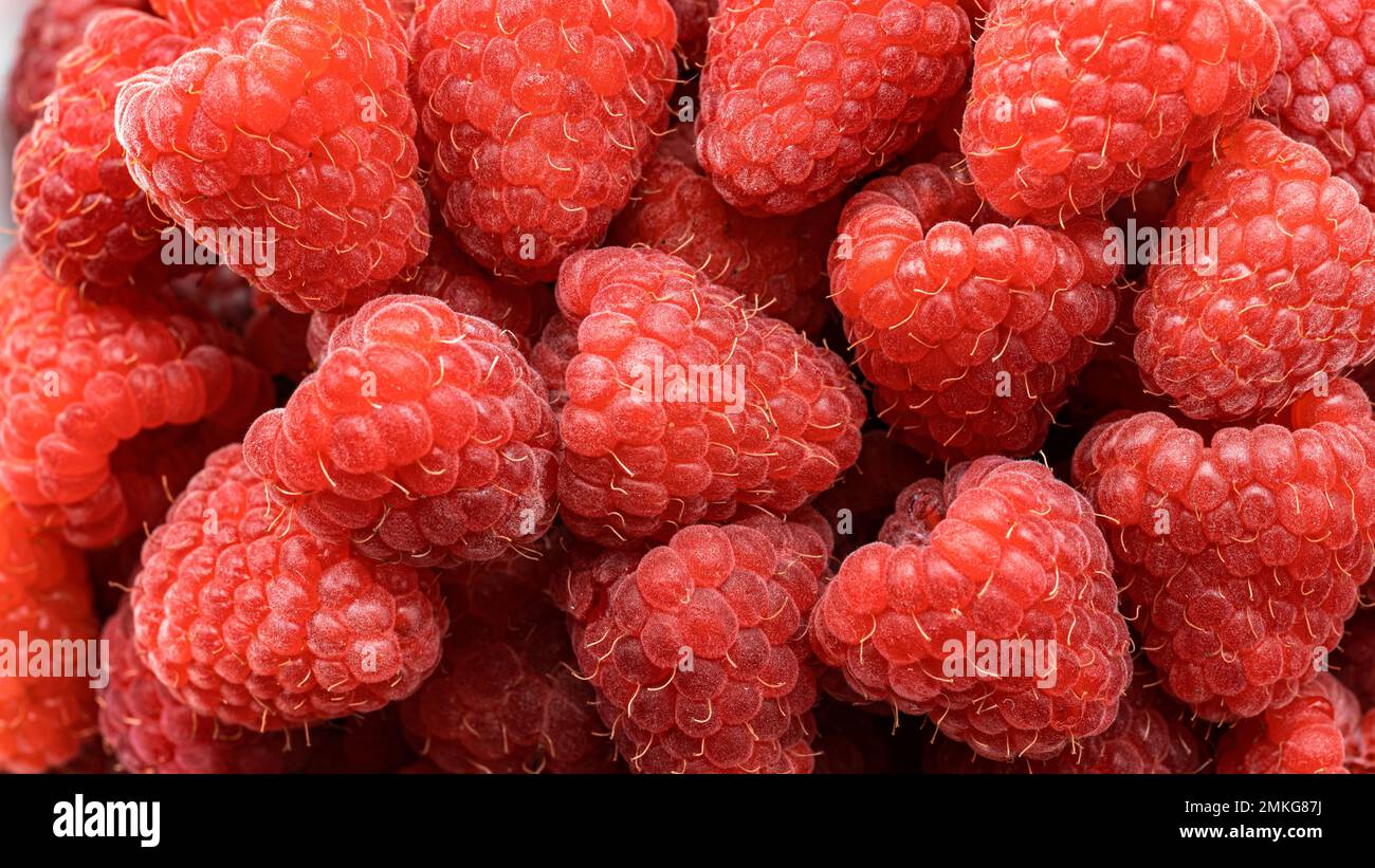 Frischer und süßer Himbeeren Hintergrund. Frische, reife Himbeere aus biologischem Anbau. Strauß rote rosa Himbeeren. Draufsicht Stockfoto