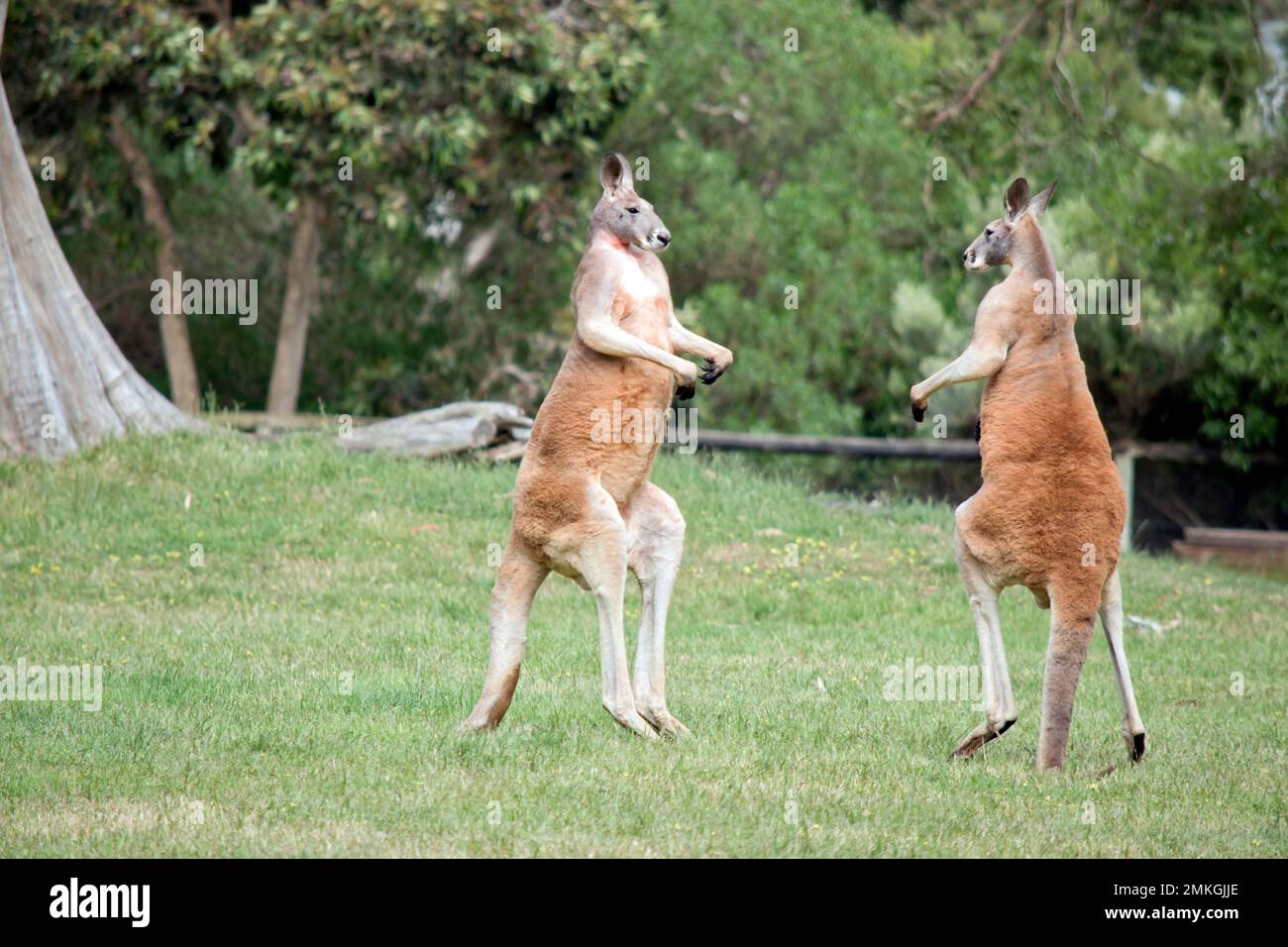 Die beiden männlichen Kängurus streiten sich, wer sich mit den Weibchen paaren wird. Sie messen ihre Opposition, bevor sie angreifen Stockfoto