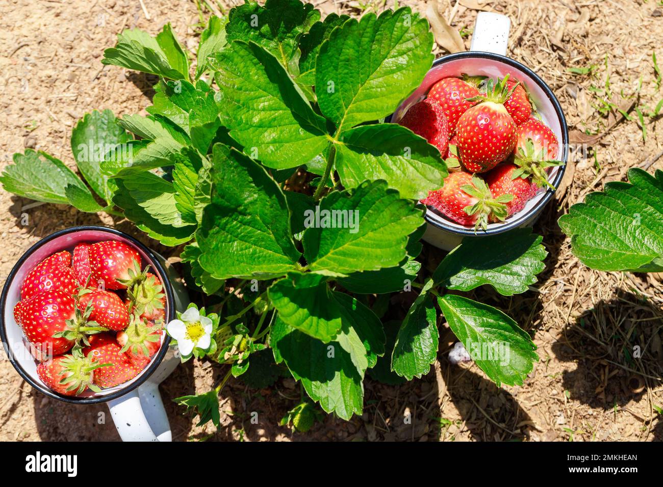 Reife und saftige Erdbeeren aus biologischem Anbau in einem Becher im Garten. Stockfoto