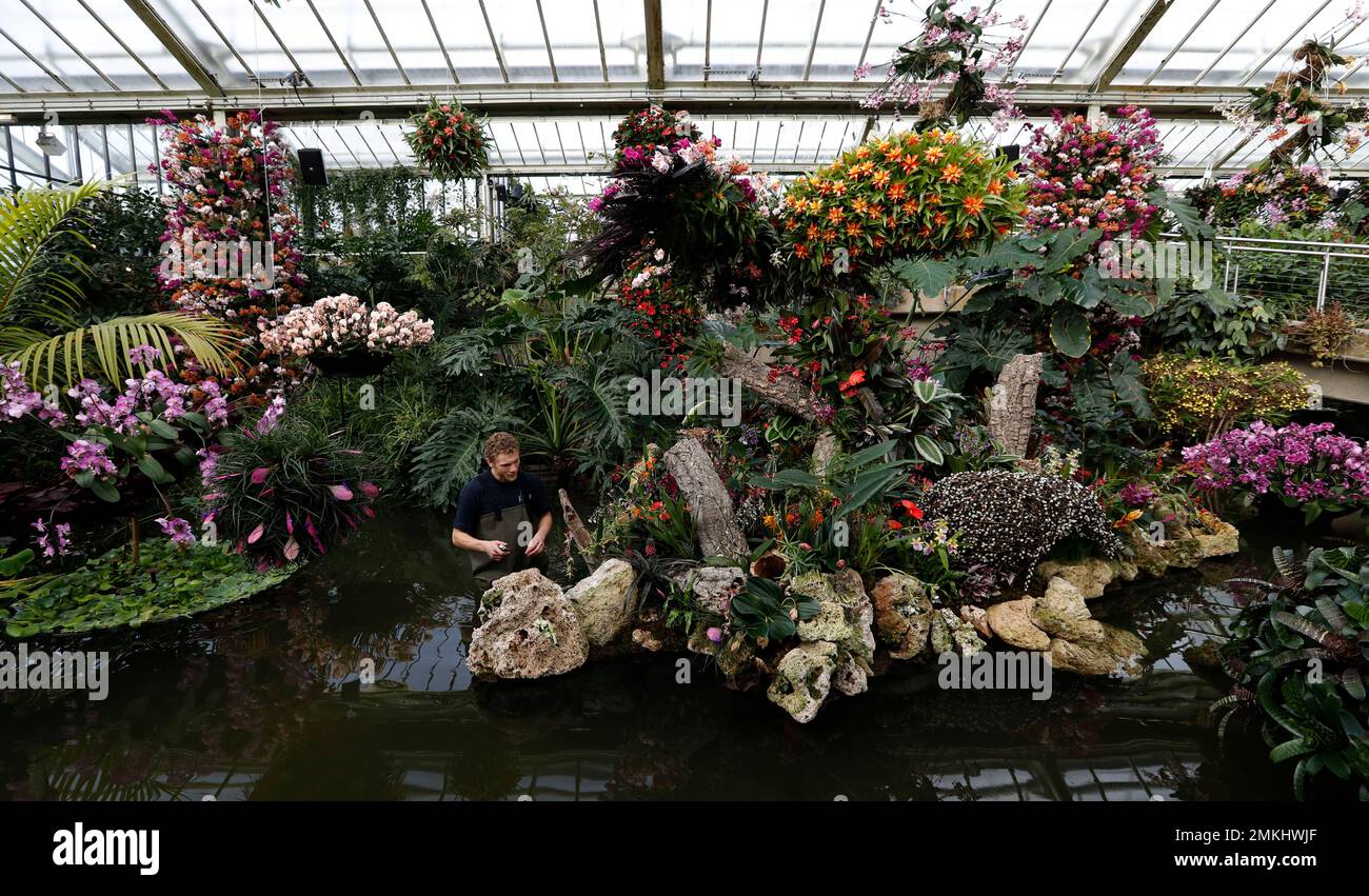 Tom Forshaw, a horticulture apprentice, attends to a display of orchids at the Kew Gardens Orchid Festival during a press preview at Kew Gardens in London, Thursday, Feb. 7, 2019. The display of some 6,200 orchids took 30 days to complete, with the central display showing off the biodiversity of Colombia which is home to more species of orchid than anywhere else in the world. The display opens to the public on Feb.9. (AP Photo/Alastair Grant) Stockfoto