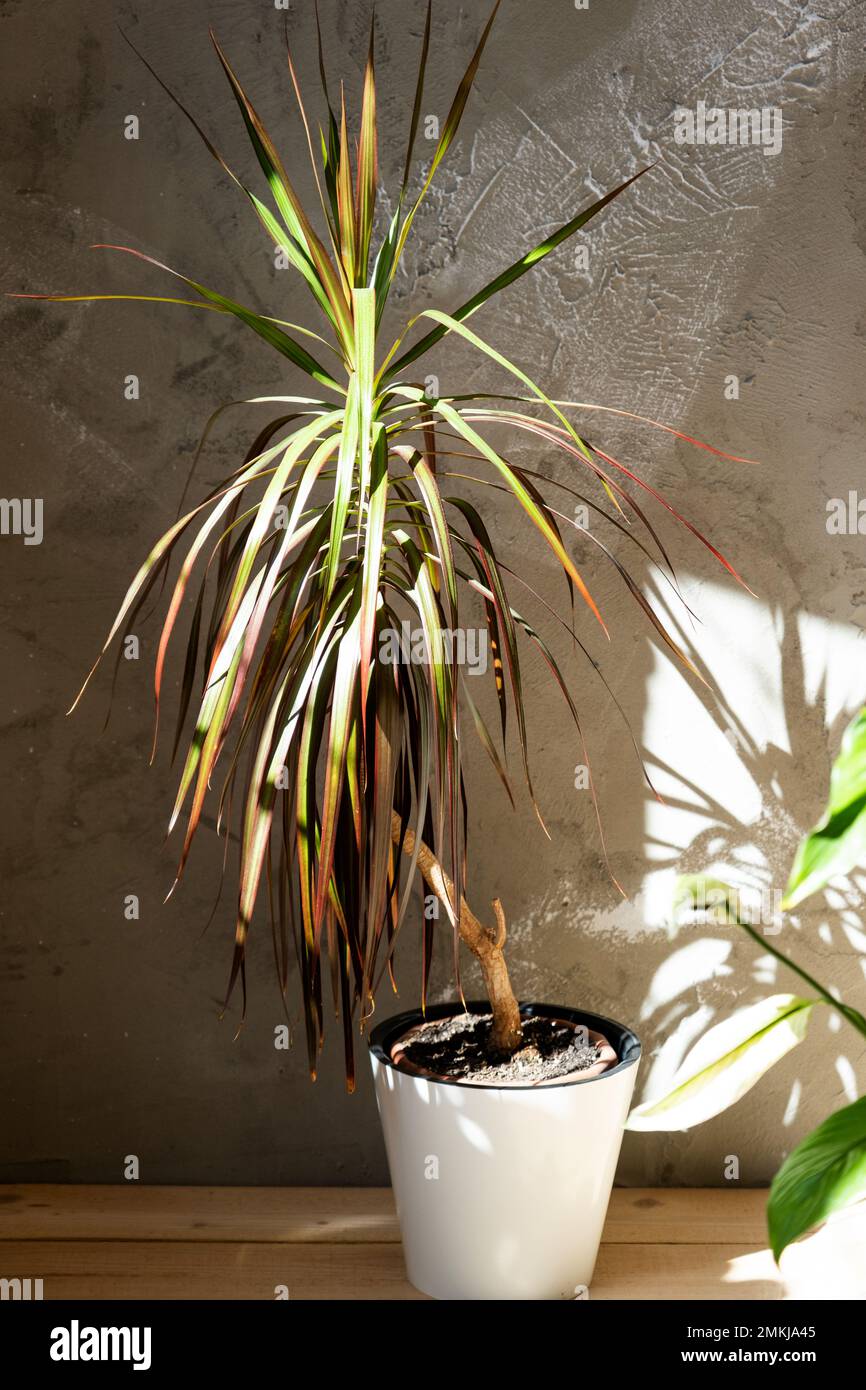 Heimpflanze Dracaena marginata im Innenraum. Pflege und Reproduktion einer Topfpflanze, umweltfreundliche Zimmerdekoration Stockfoto