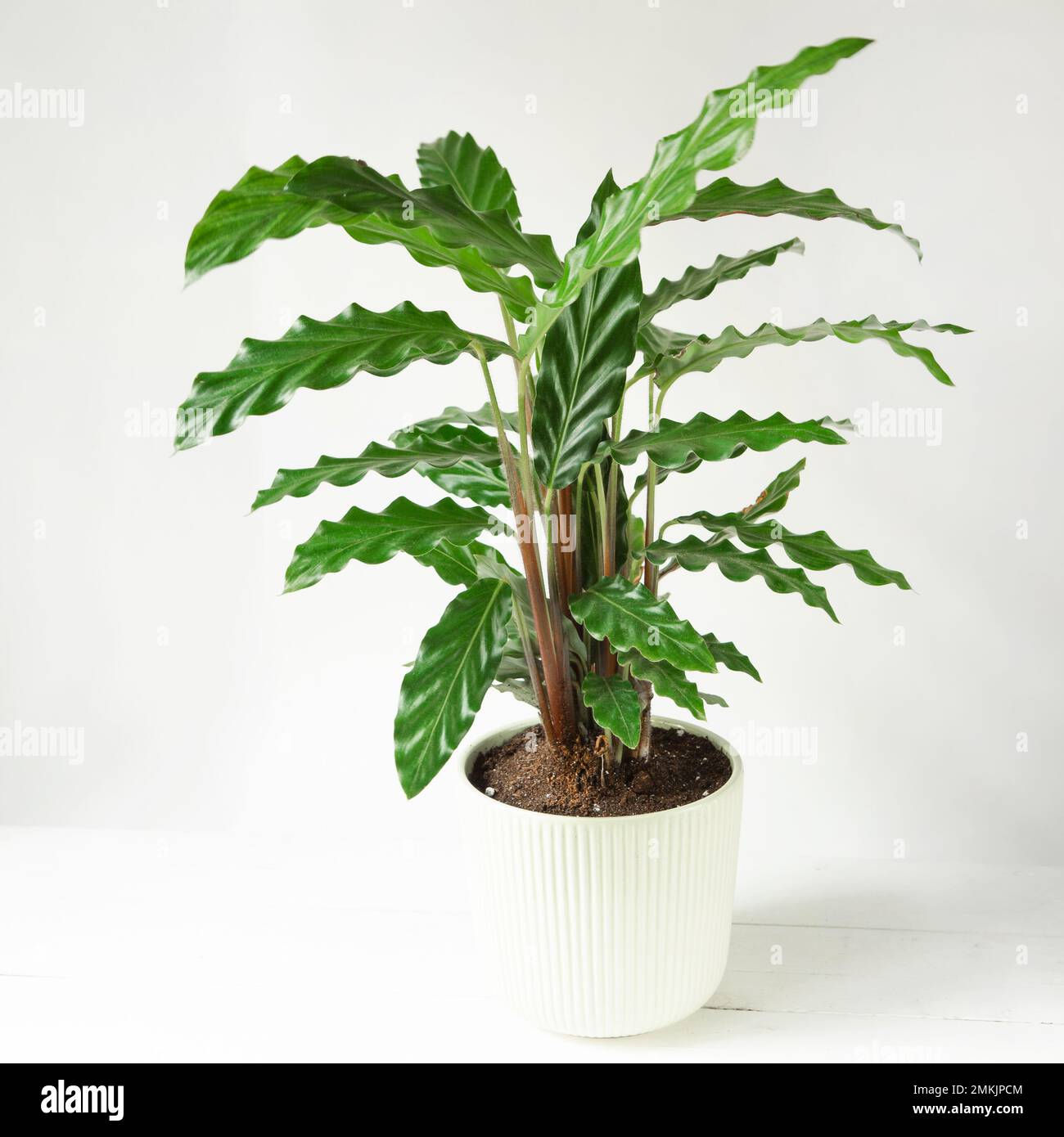 Calathea rufibarba grne Samtbltter-Nahaufnahme. Topfpflanzen, grnes  Dekor, Pflege und Kultivierung, marantaceae-Sorte Stockfotografie - Alamy