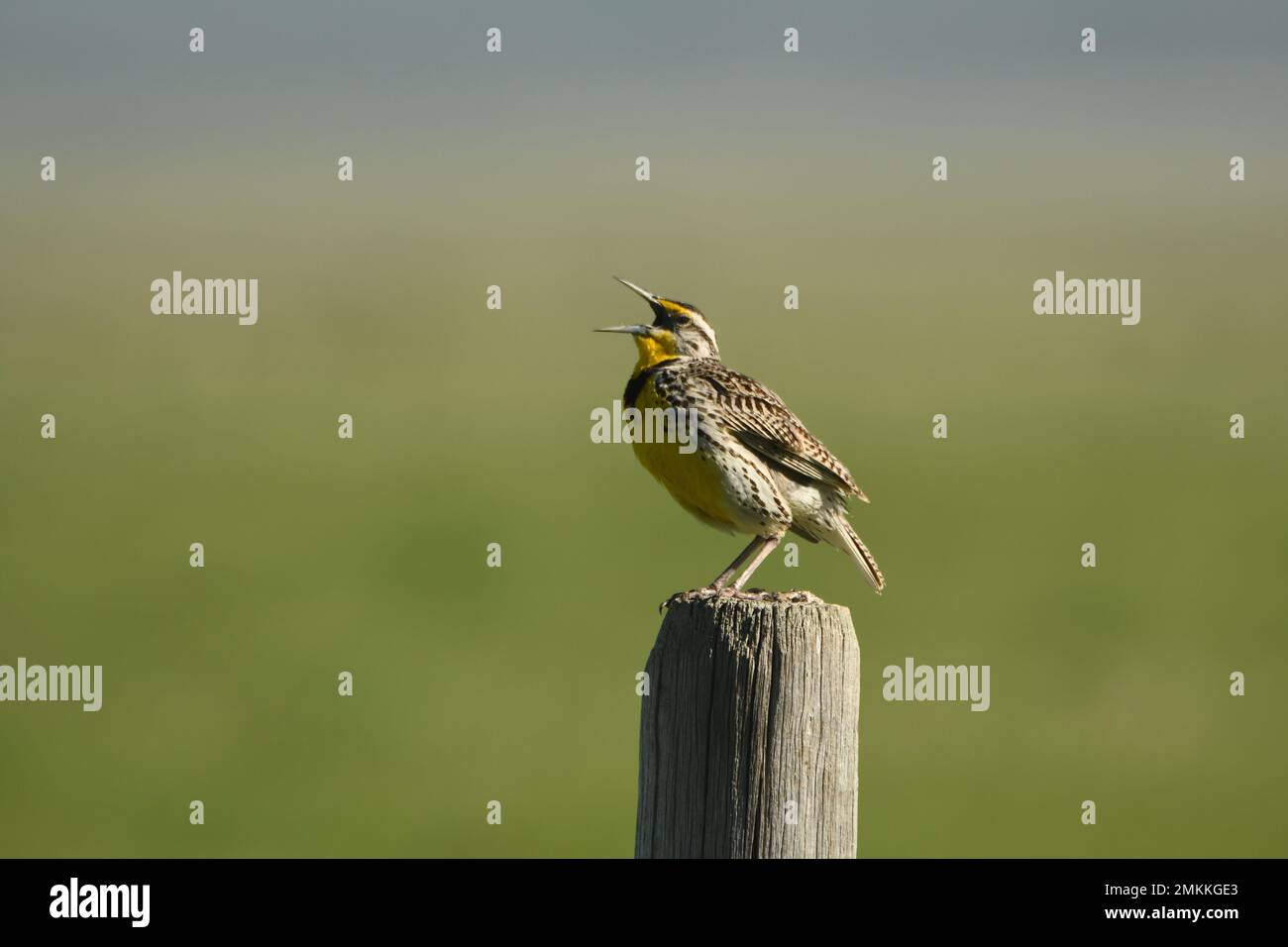 Westliche Wiadowlark, die von einem Zaunpfahl aus singt oder anruft, verschwommener Hintergrund Stockfoto