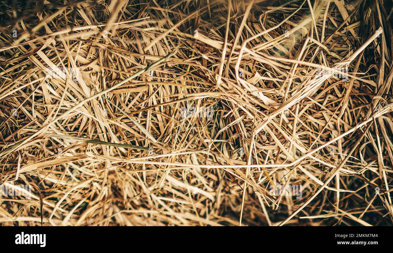 Heuballen-Nahaufnahme Hintergrundtapete Makrostapel Beige verwickeltes Stroh Gelb Gold Stockfoto
