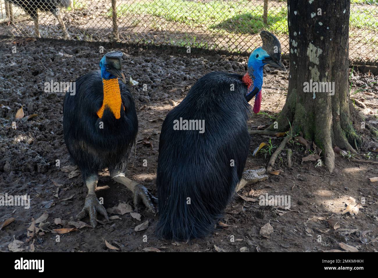 cassowary-Vogel in einem Käfig in der Zoolandschaft Stockfoto