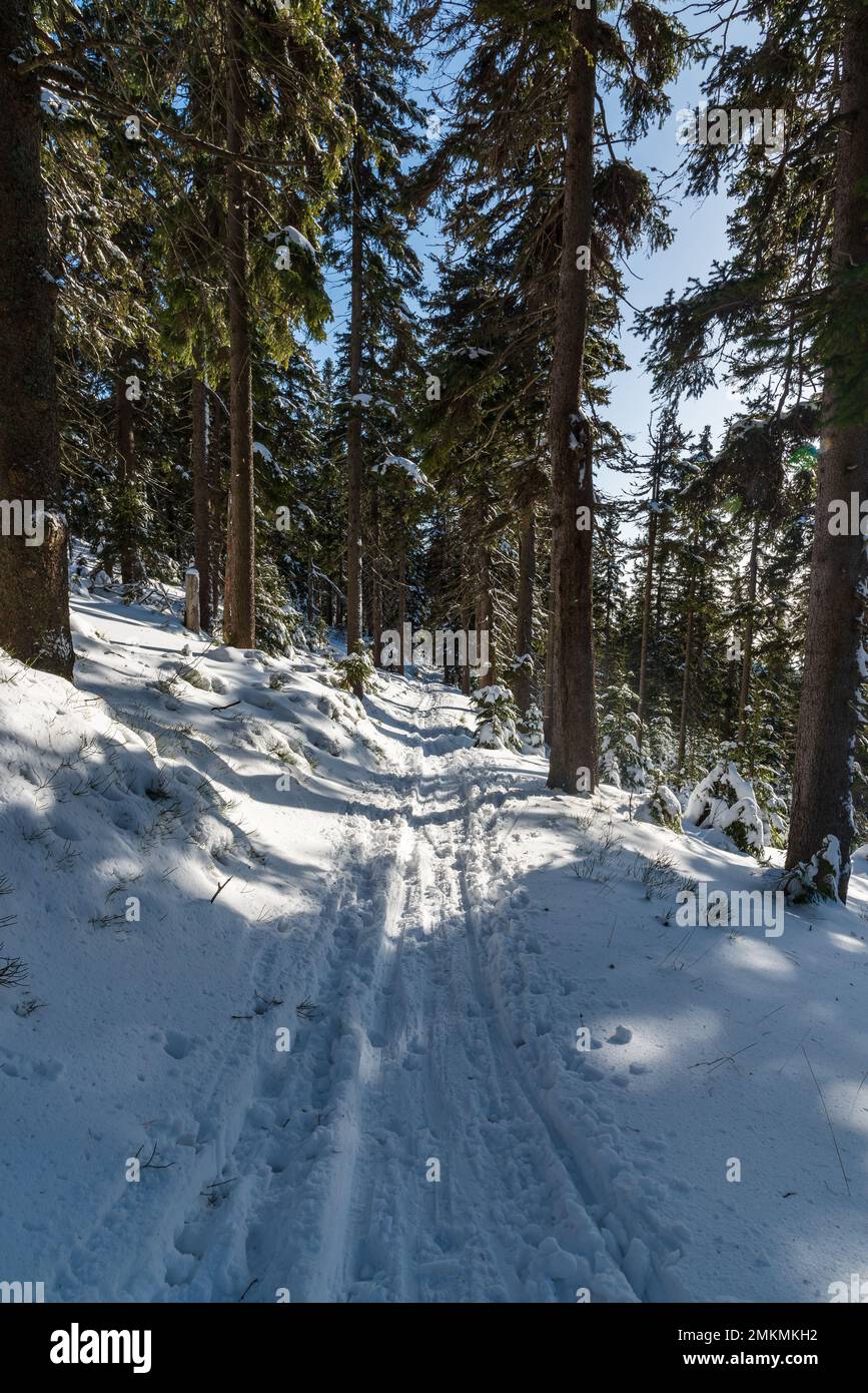 Schneebedeckter Wanderweg im Winterwald zwischen Jeleni studanka und Alfredka im Jeseniky-Gebirge in der Tschechischen republik Stockfoto