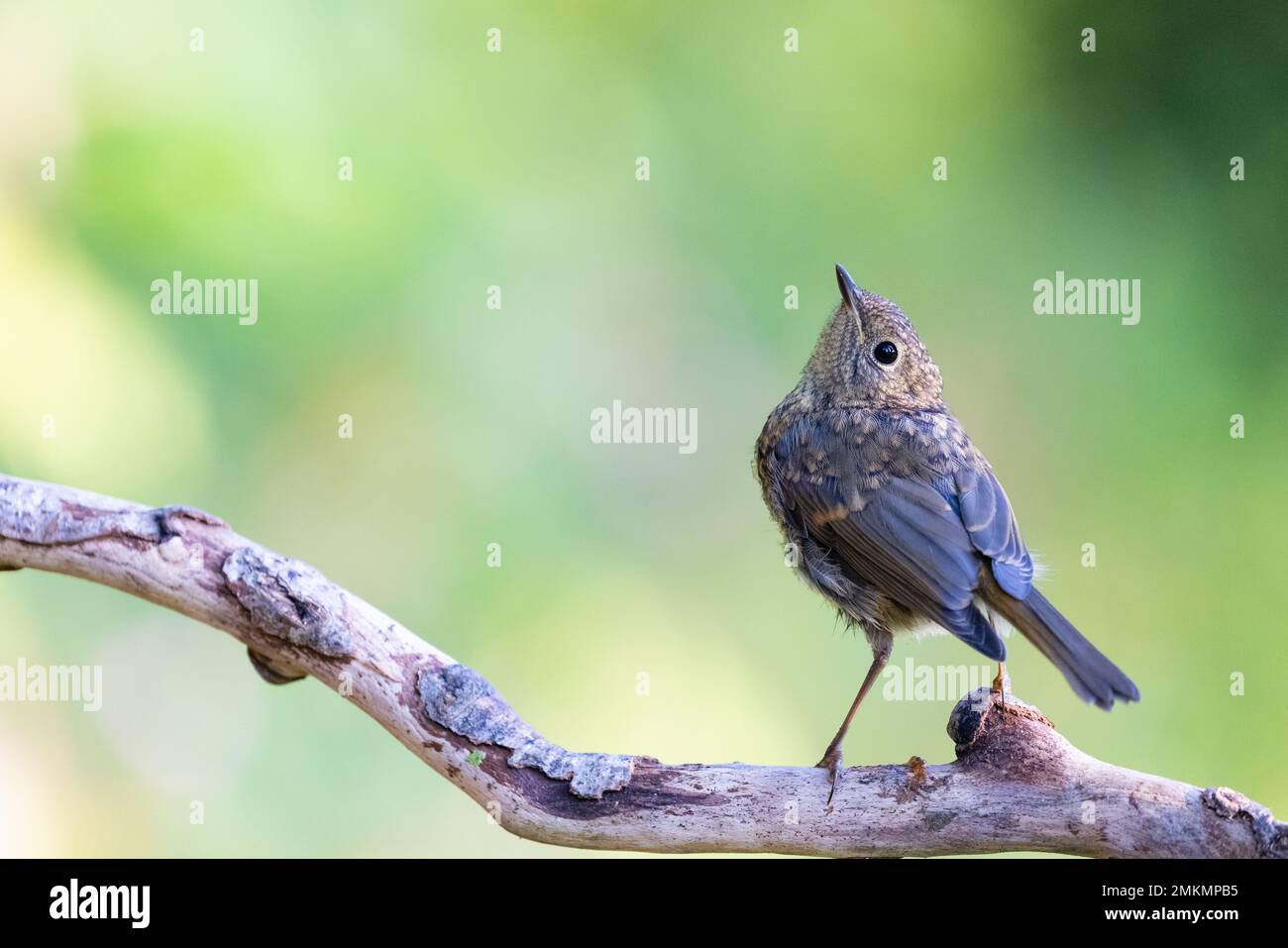 Europäischer Robin [ Erythacus rubecula ] Jugendlicher auf einem alten Stock, der in ungewöhnlicher Pose aufblickt Stockfoto