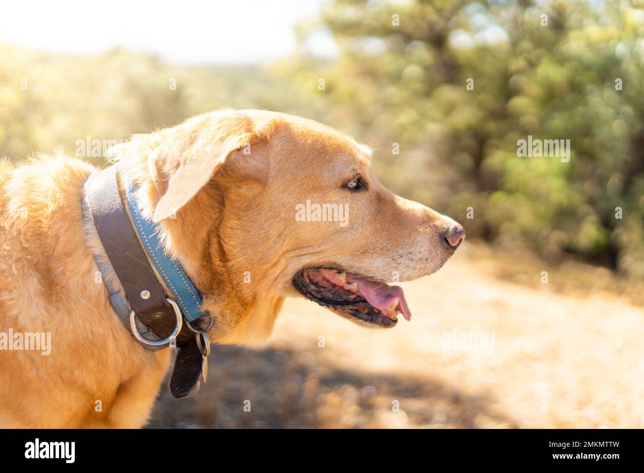Labrador-Hund, der die Landschaft in den Bergen betrachtet Stockfoto