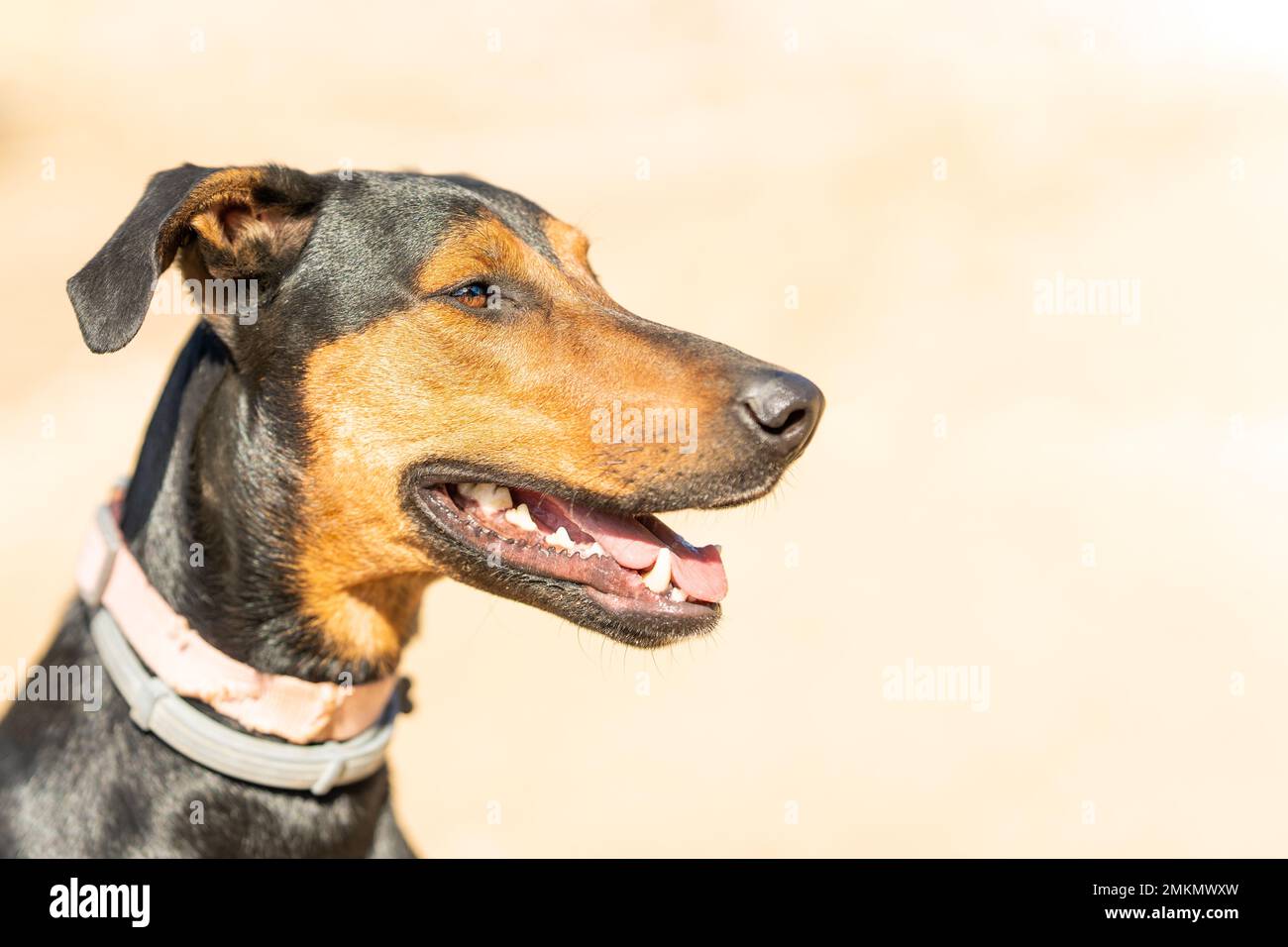 Profil eines Beauty-Doberman-Bastards im Park Stockfoto